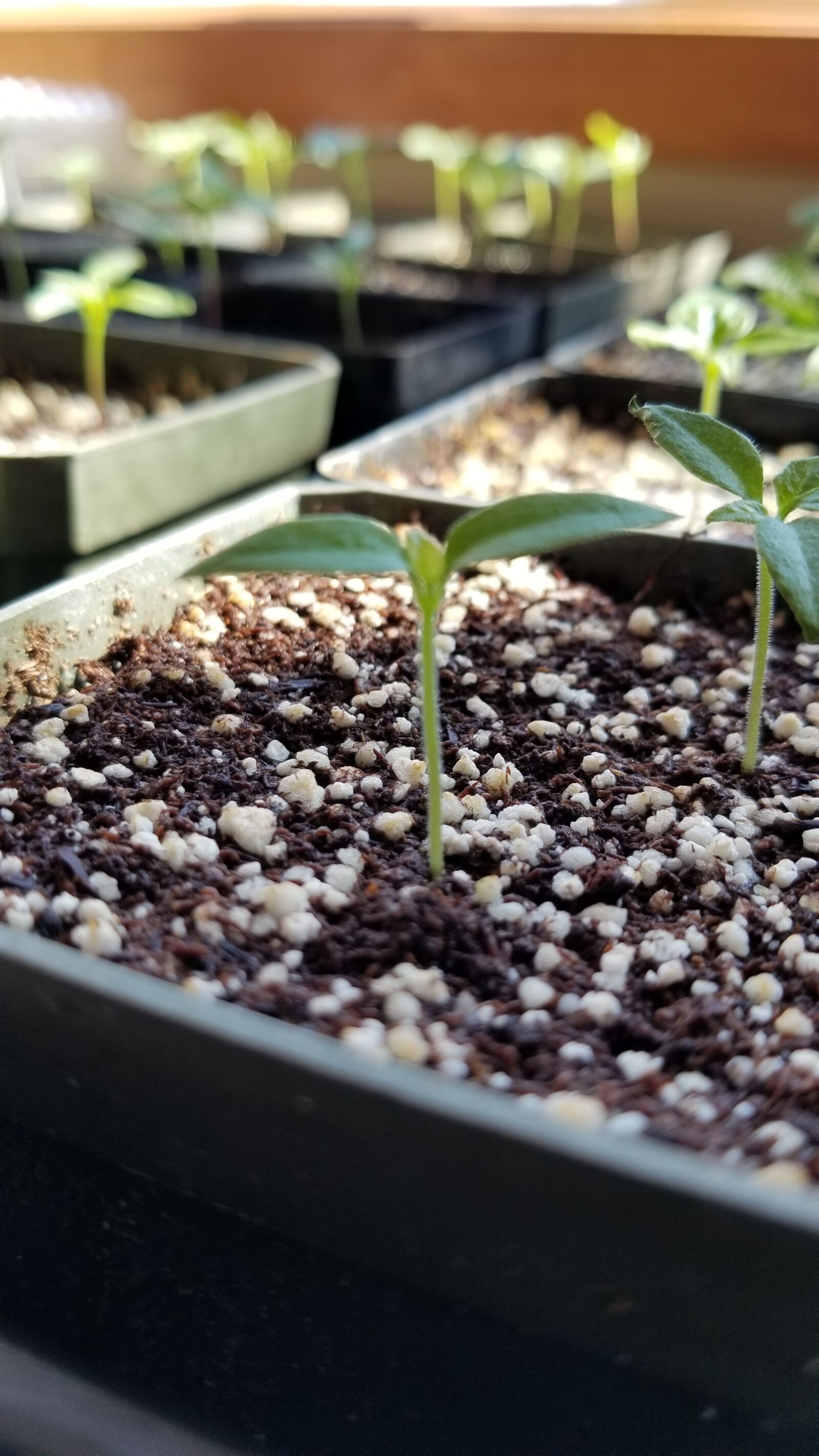 Samsung Galaxy S8 sample photo. Plants, seedlings, peppers photography