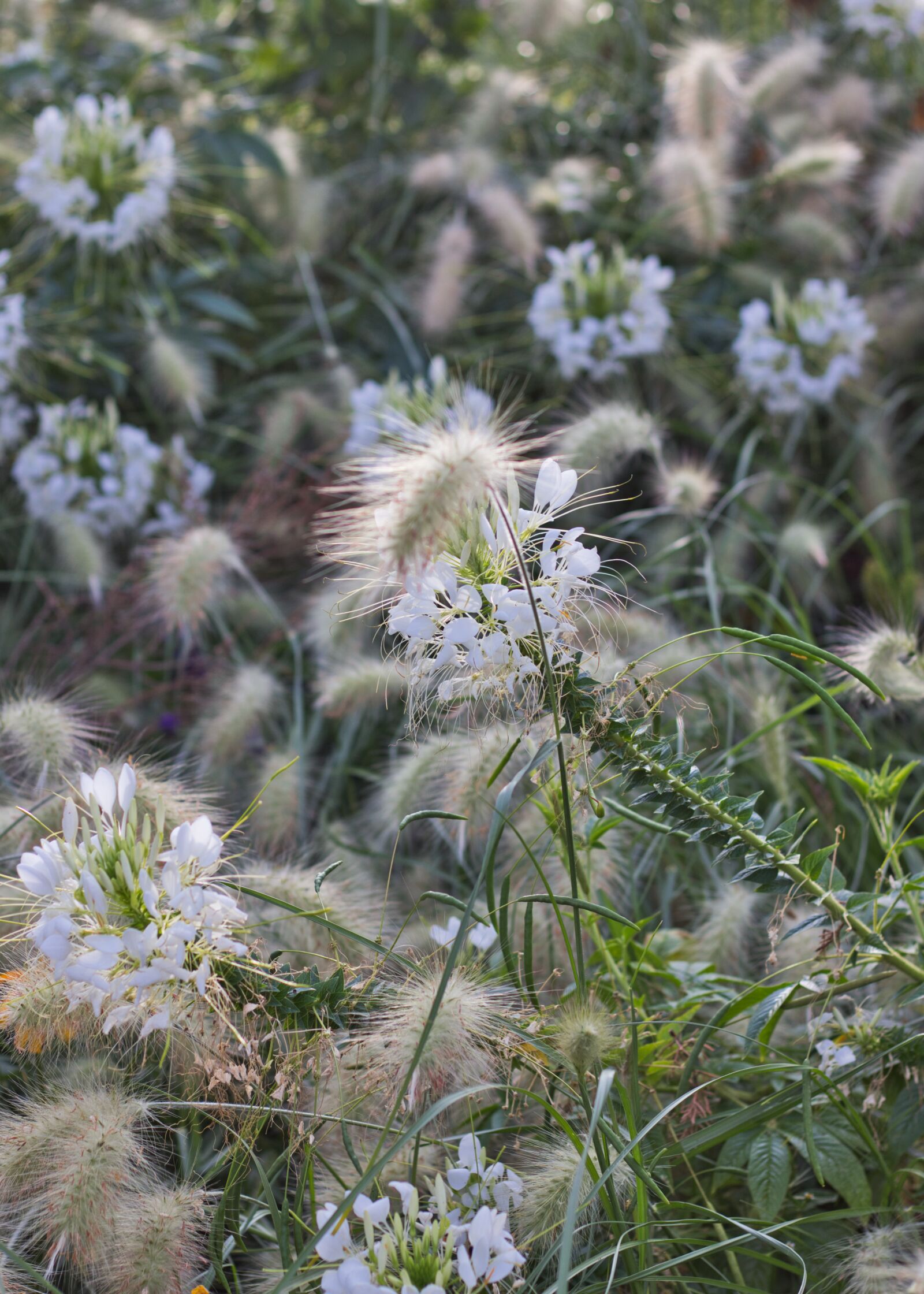 Canon EF 50mm F1.8 STM sample photo. Grasses, spider flower, blossom photography