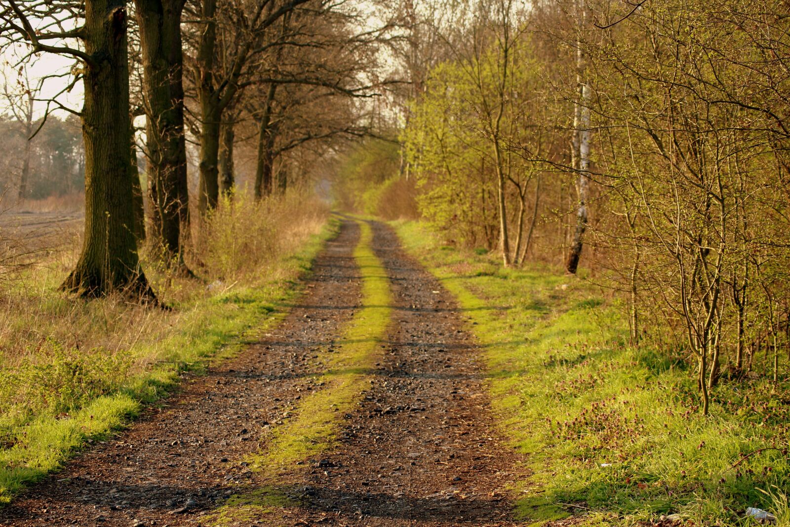 Canon EOS 1200D (EOS Rebel T5 / EOS Kiss X70 / EOS Hi) sample photo. Dirt road, forest, spring photography
