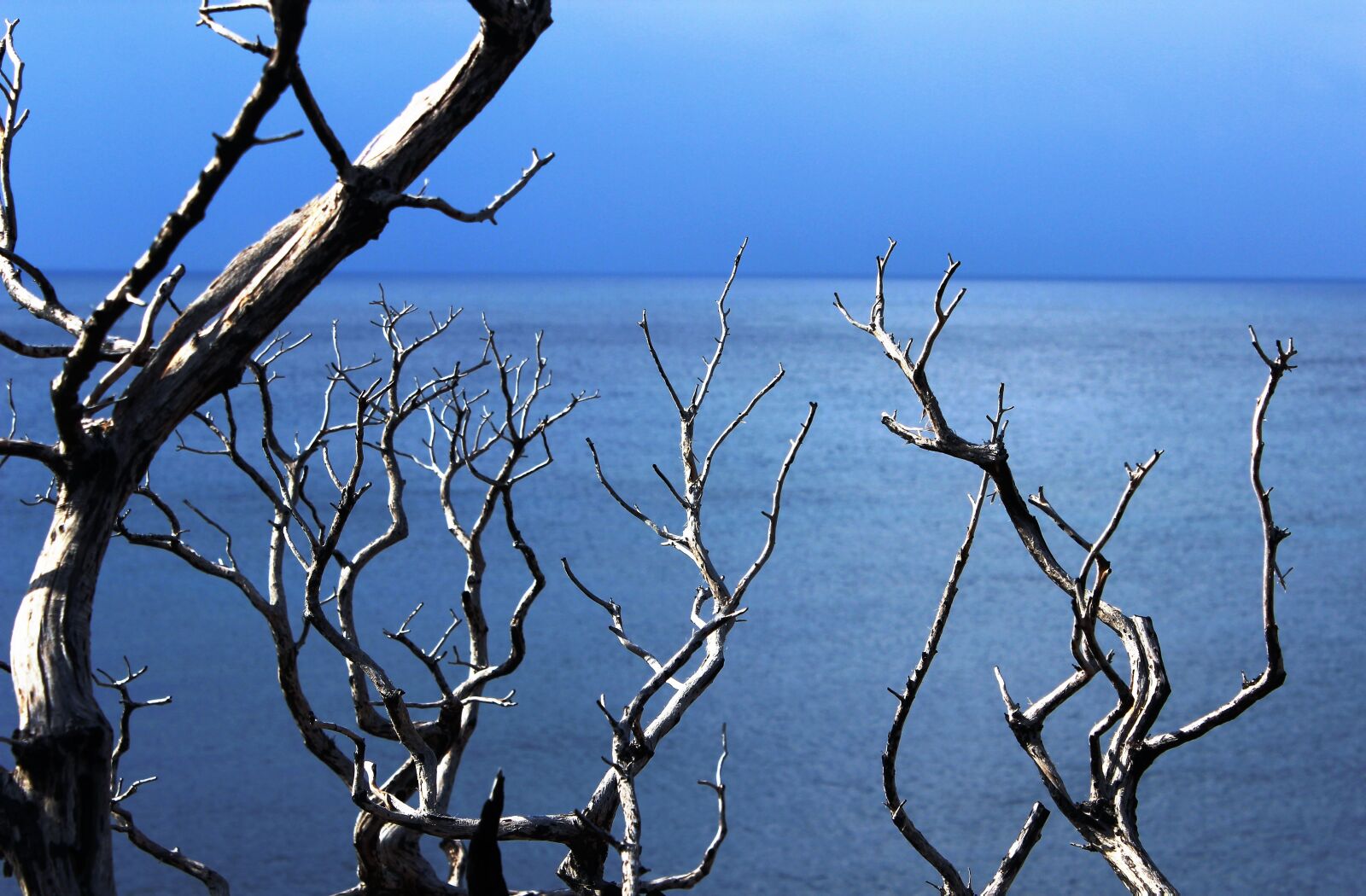 Canon EOS 600D (Rebel EOS T3i / EOS Kiss X5) sample photo. Wood, tree, sun photography