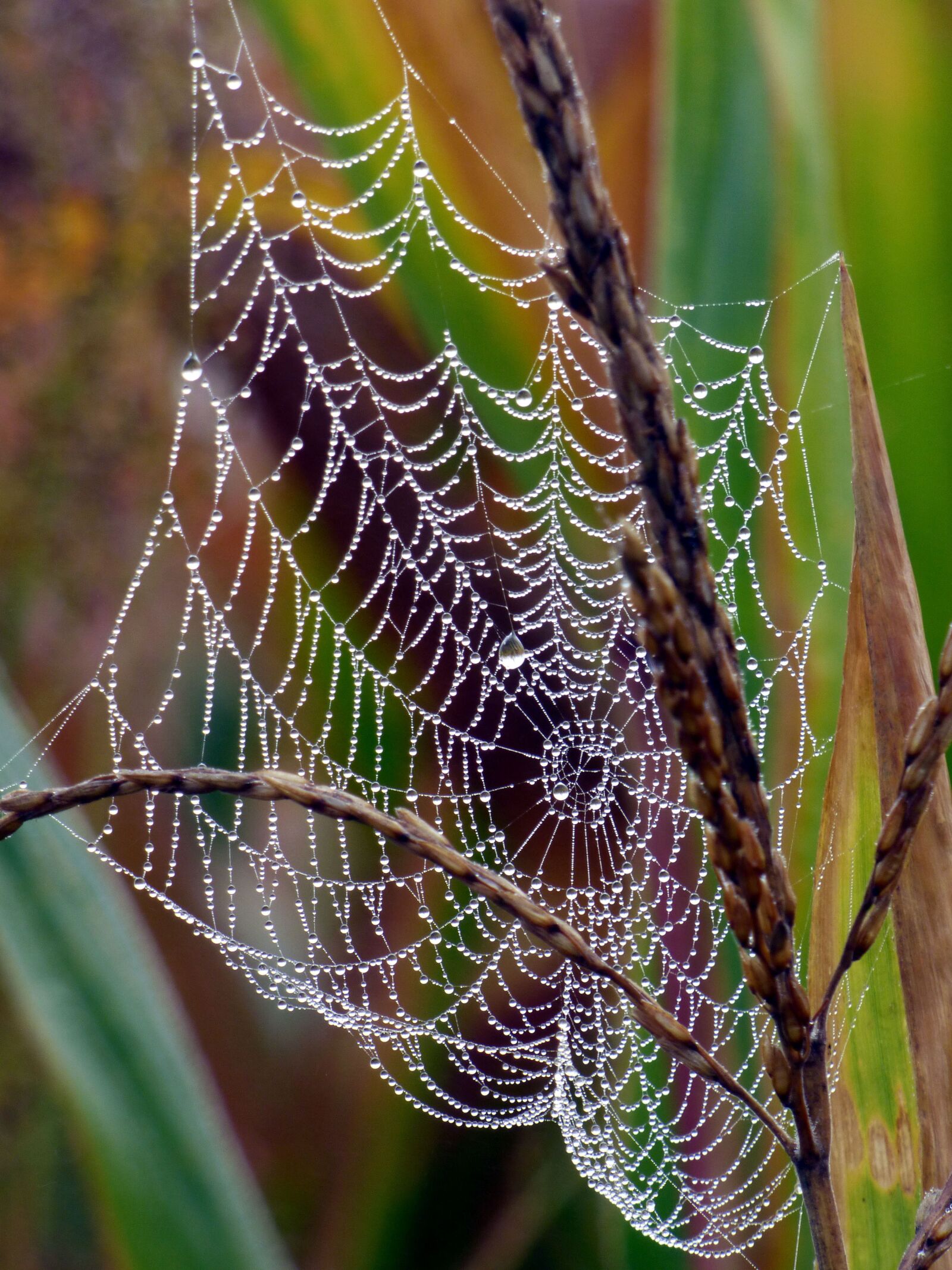 Panasonic DMC-FZ72 sample photo. Spider web, dew, wet photography