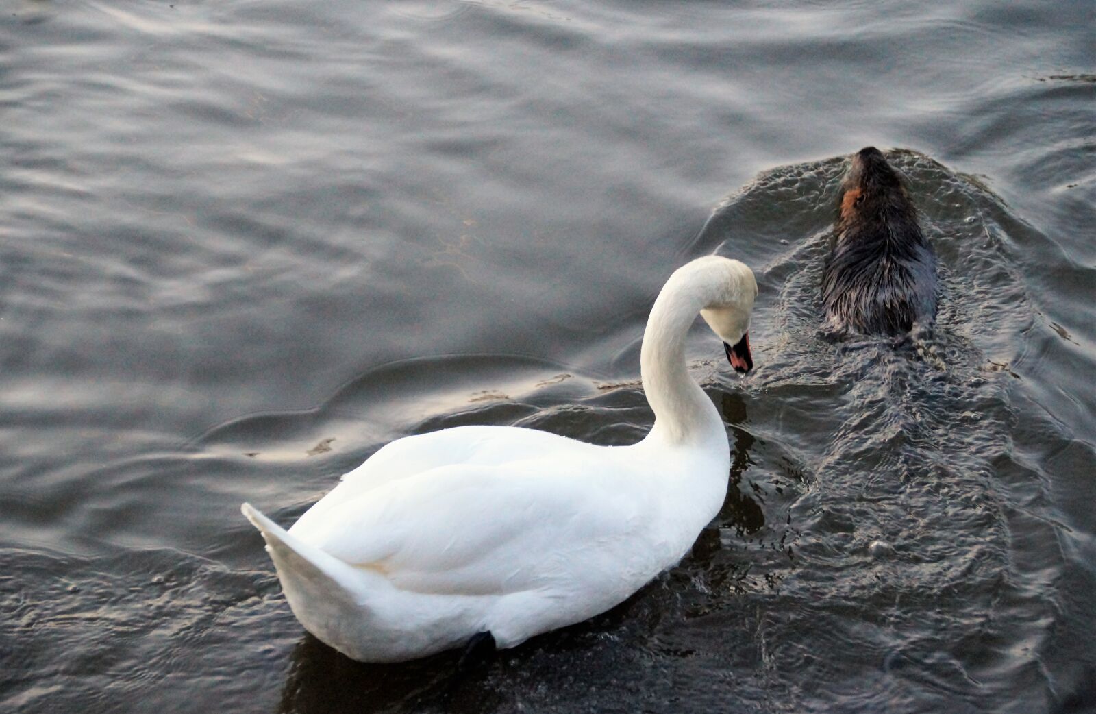 Sony SLT-A58 sample photo. Nutria, swan, water photography
