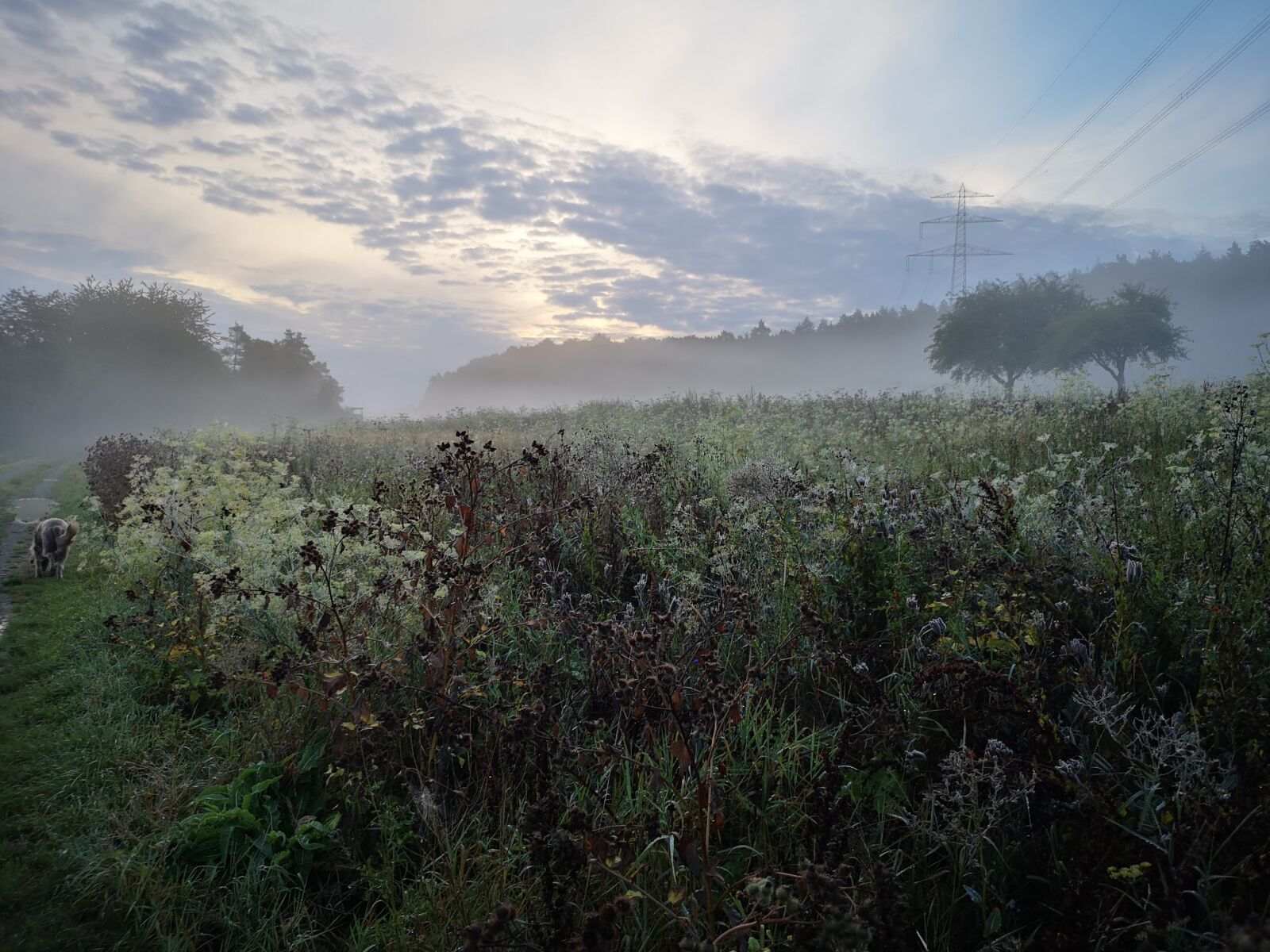 HUAWEI CLT-L29 sample photo. Sunrise, autumn, fog photography