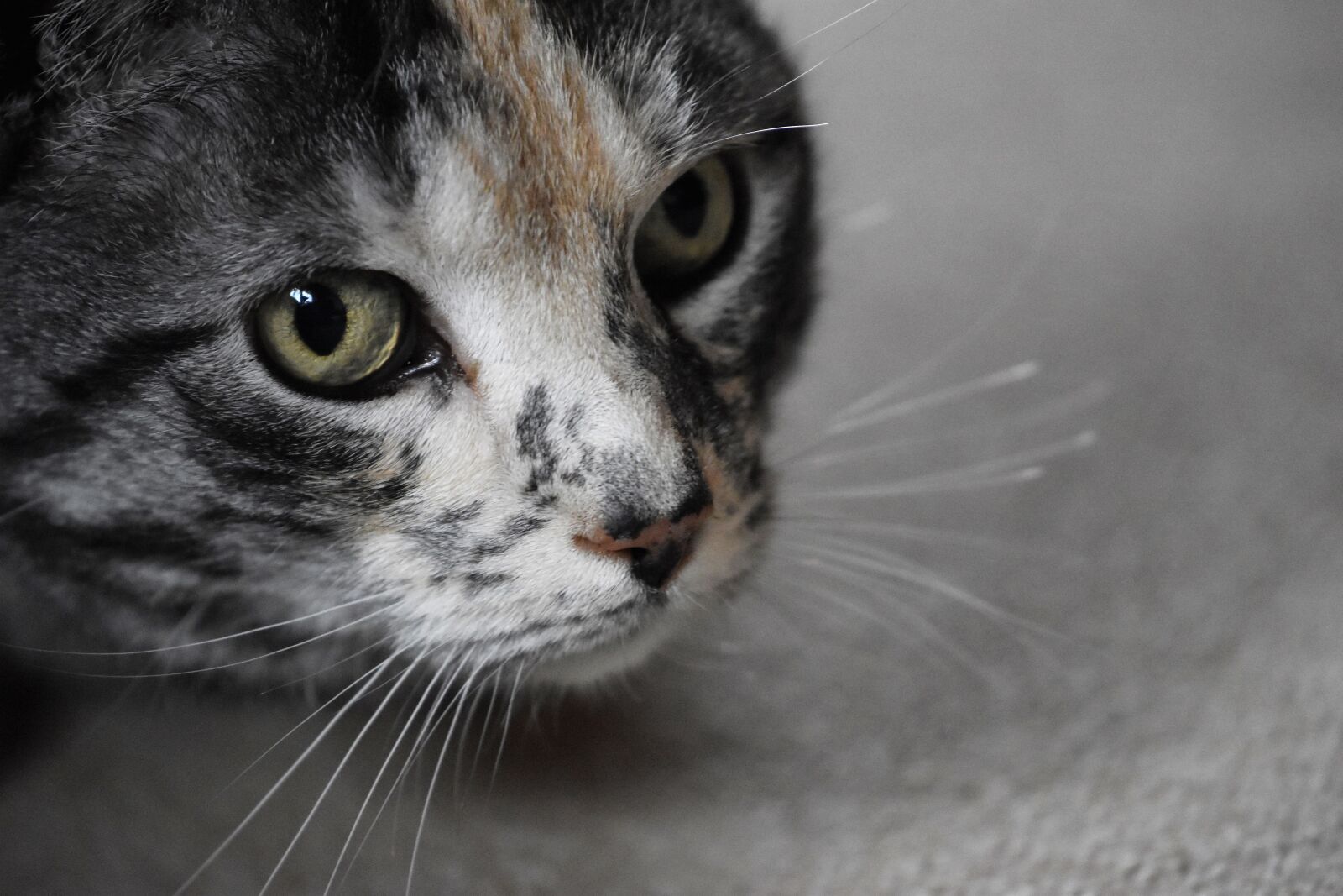 Nikon D5600 sample photo. Cat, pet, colorful photography