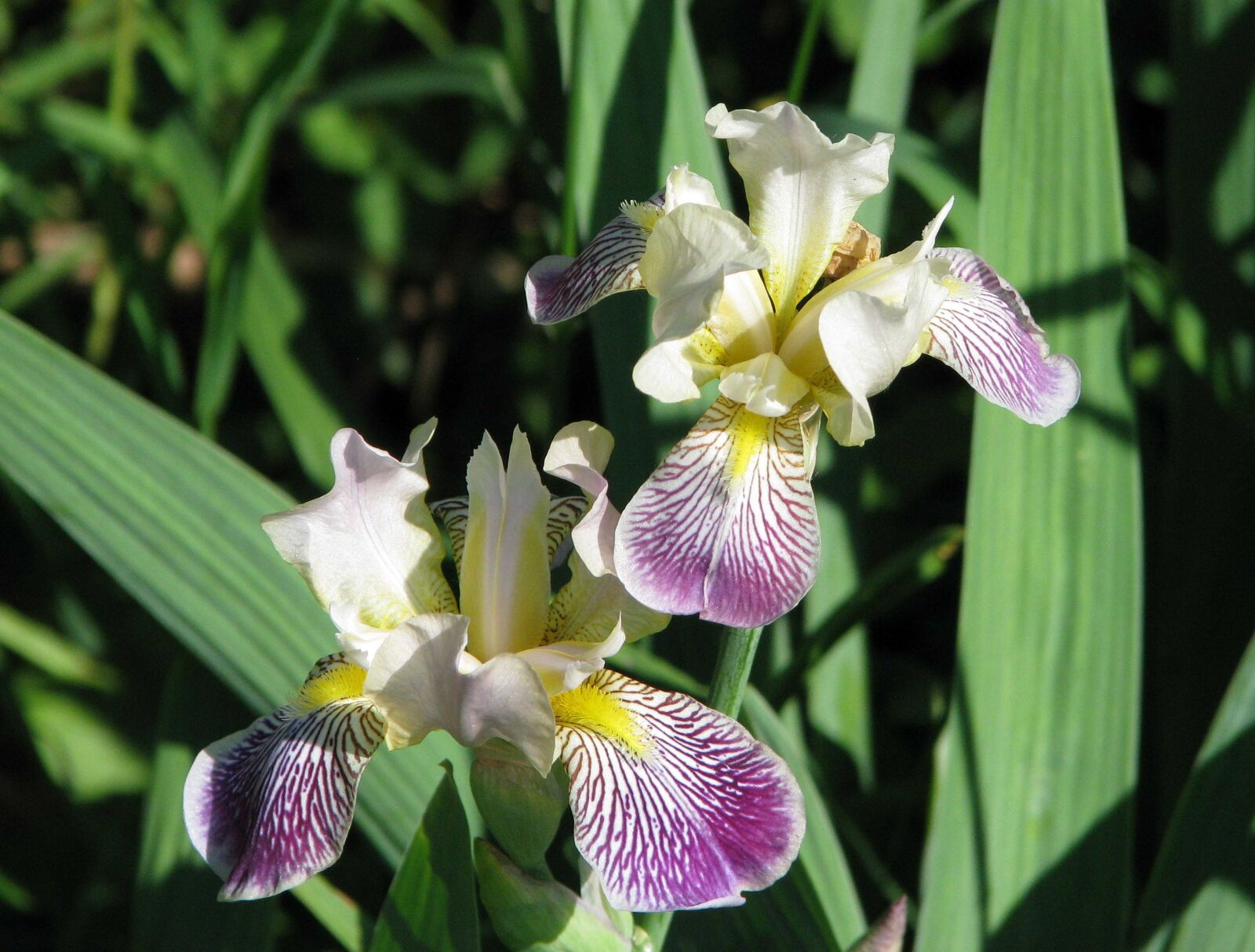 Canon POWERSHOT S5 IS sample photo. Purple iris, northern blue photography