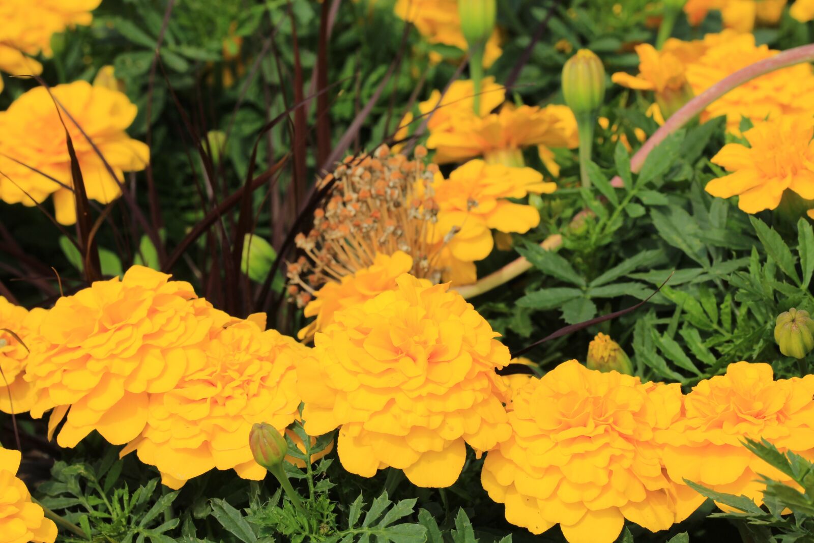 Canon EOS 1200D (EOS Rebel T5 / EOS Kiss X70 / EOS Hi) sample photo. Flowers, yellow, green photography