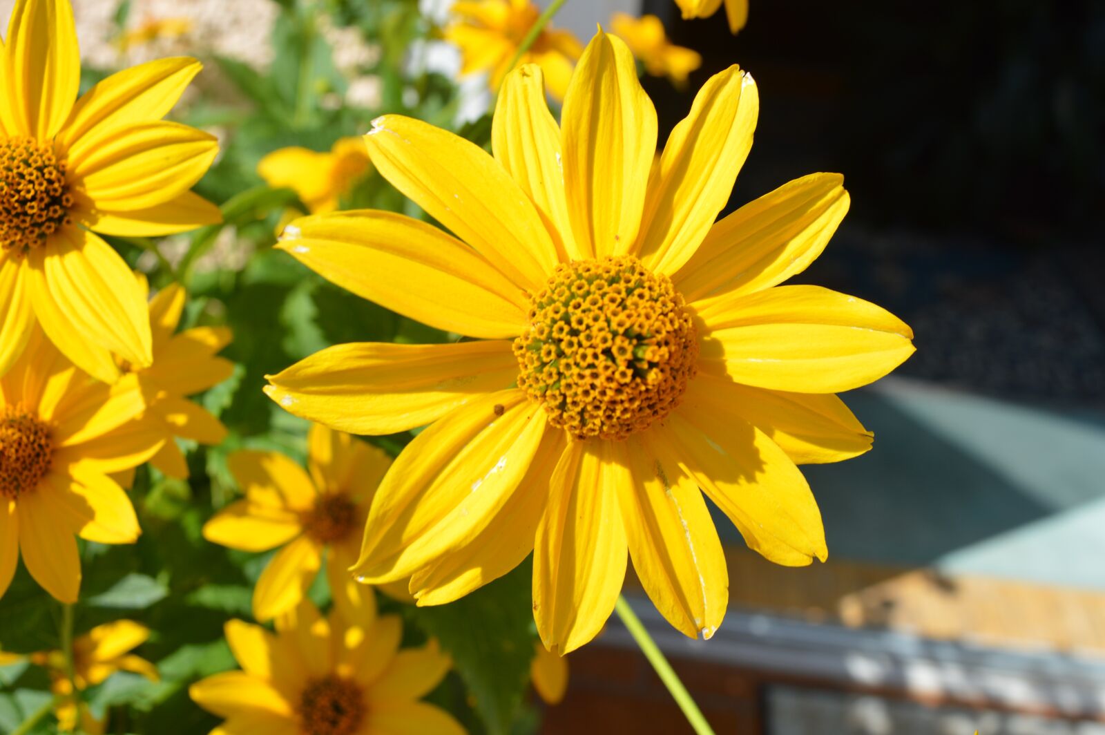 Nikon D3200 sample photo. Flower, plant, nature photography