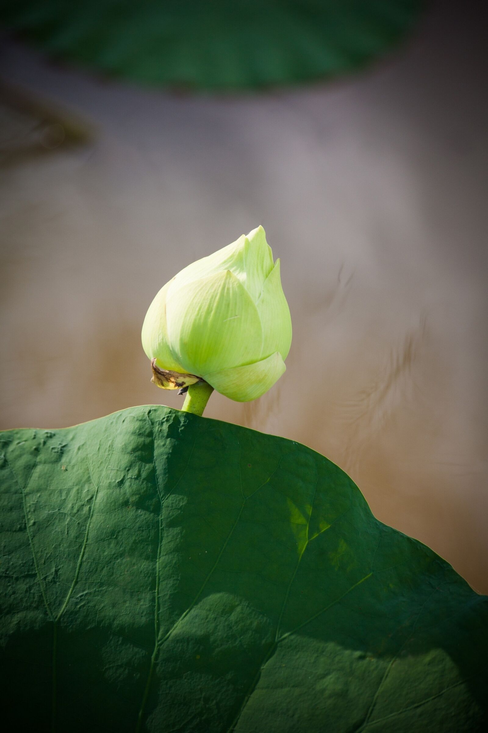 Canon EOS 5D sample photo. Lotus, vietnam, lotus leaf photography
