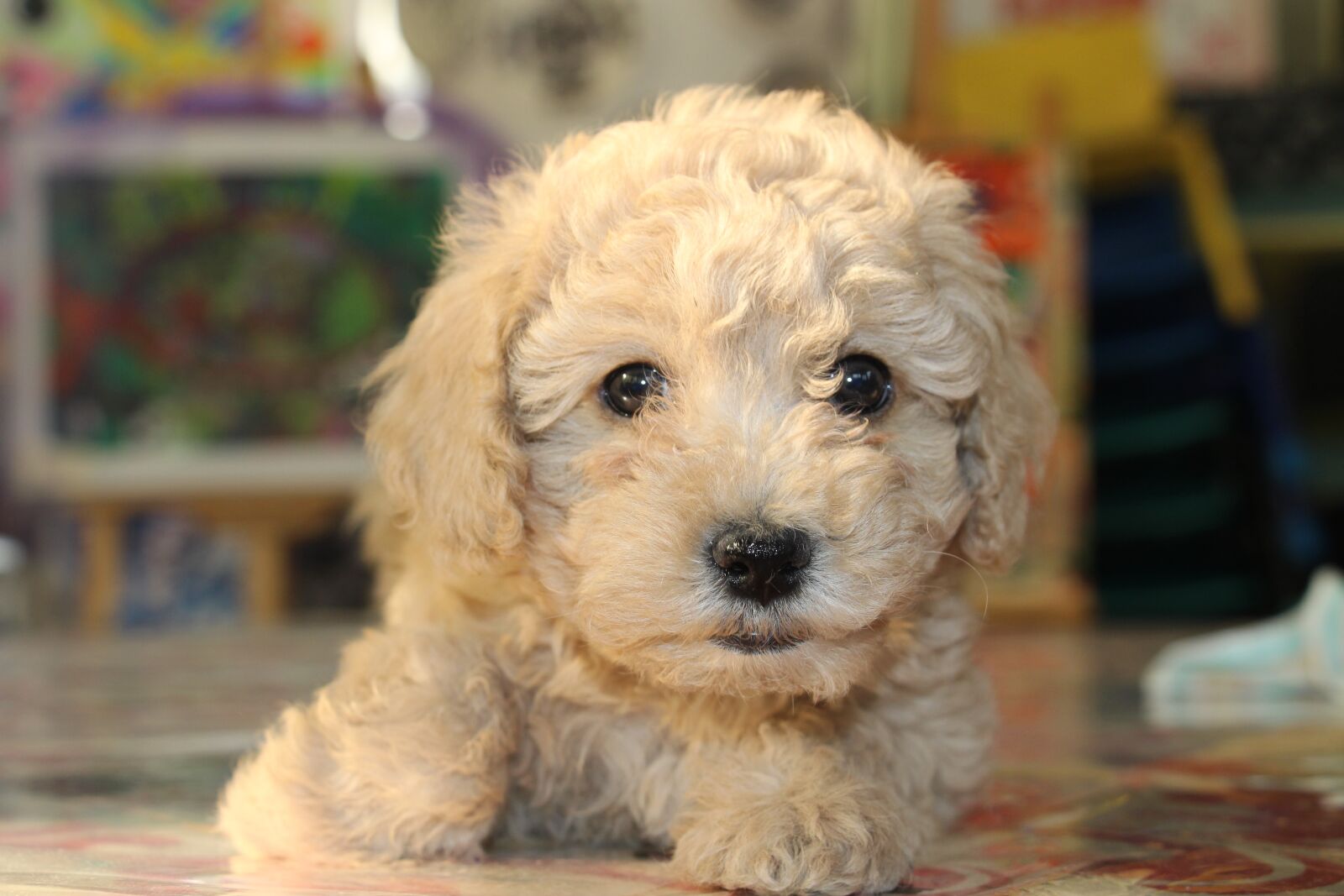 Canon EOS 700D (EOS Rebel T5i / EOS Kiss X7i) sample photo. Dog, teddy, brown hair photography
