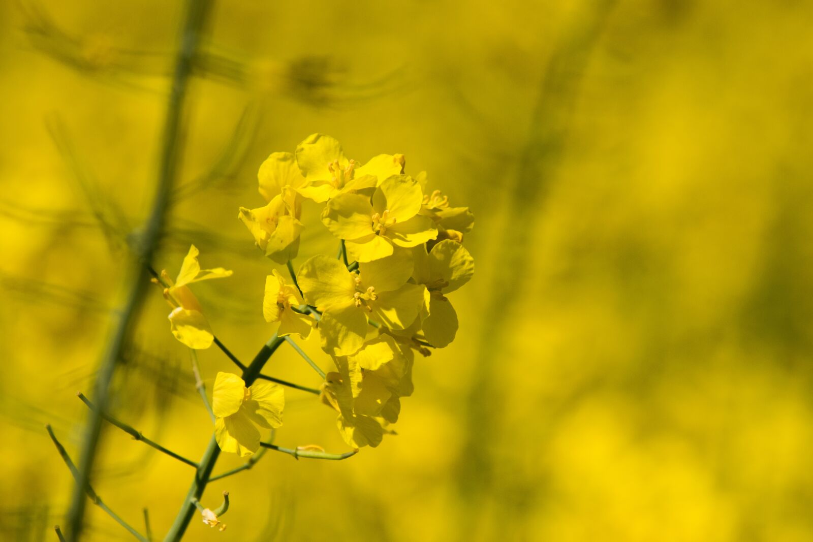 Nikon D3300 sample photo. Flower, nature, plant photography
