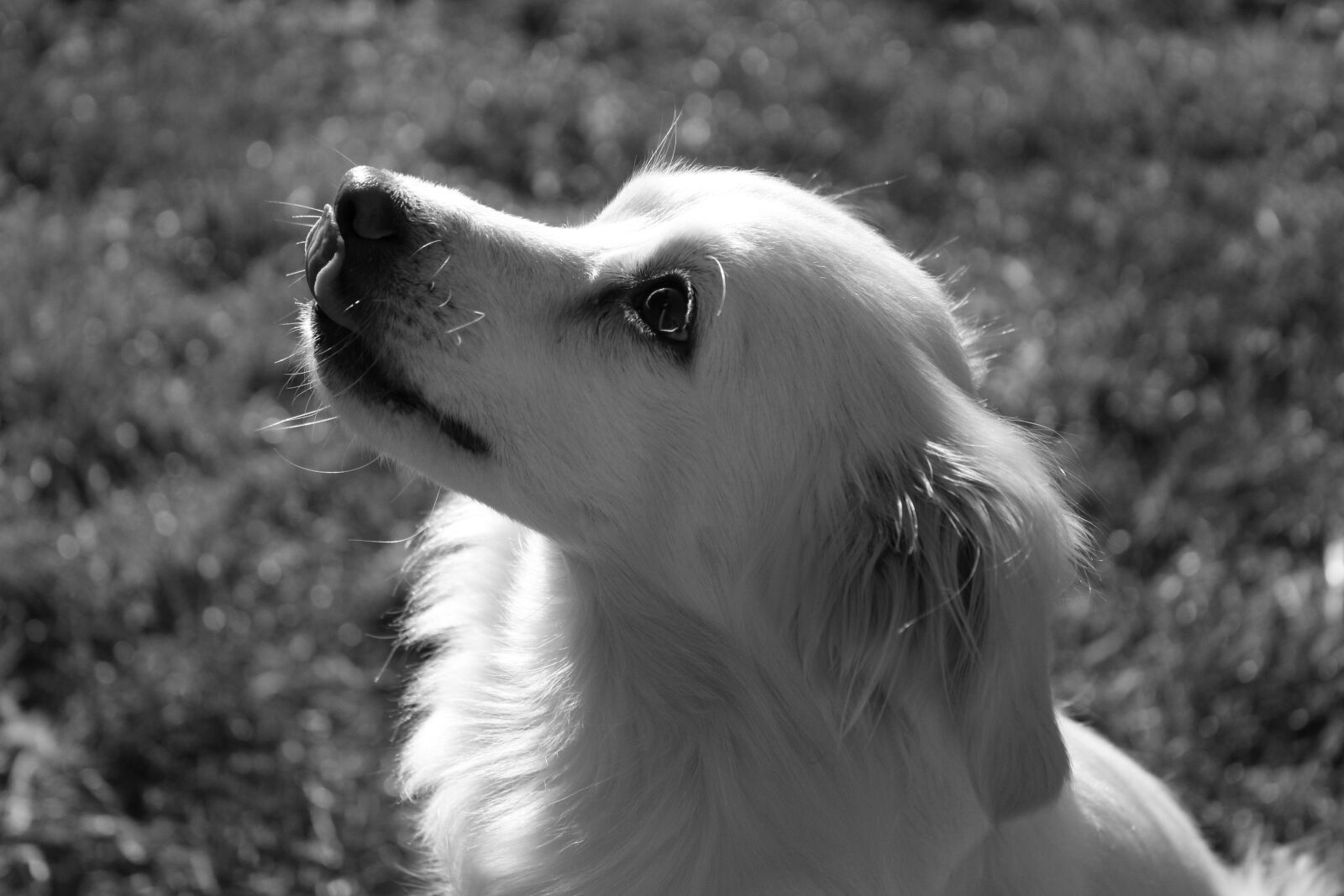 Canon EOS 1200D (EOS Rebel T5 / EOS Kiss X70 / EOS Hi) sample photo. Dog, cute, black and photography