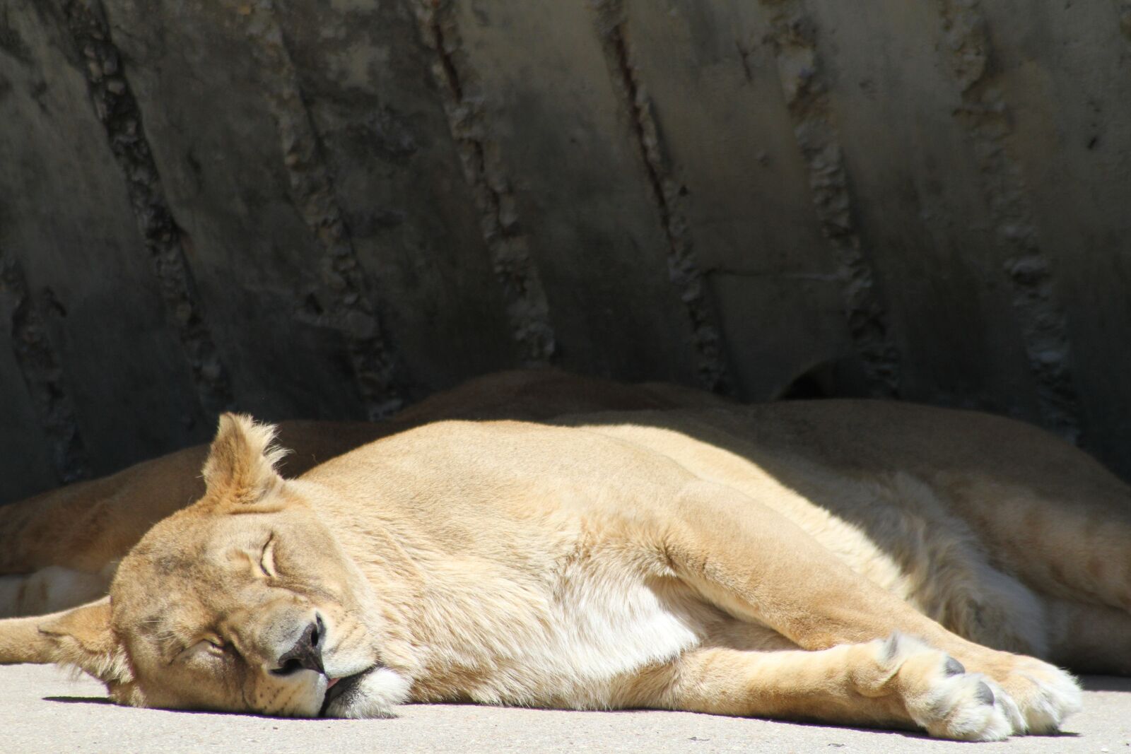 Canon EOS 7D sample photo. Lion, rest, sleeping photography