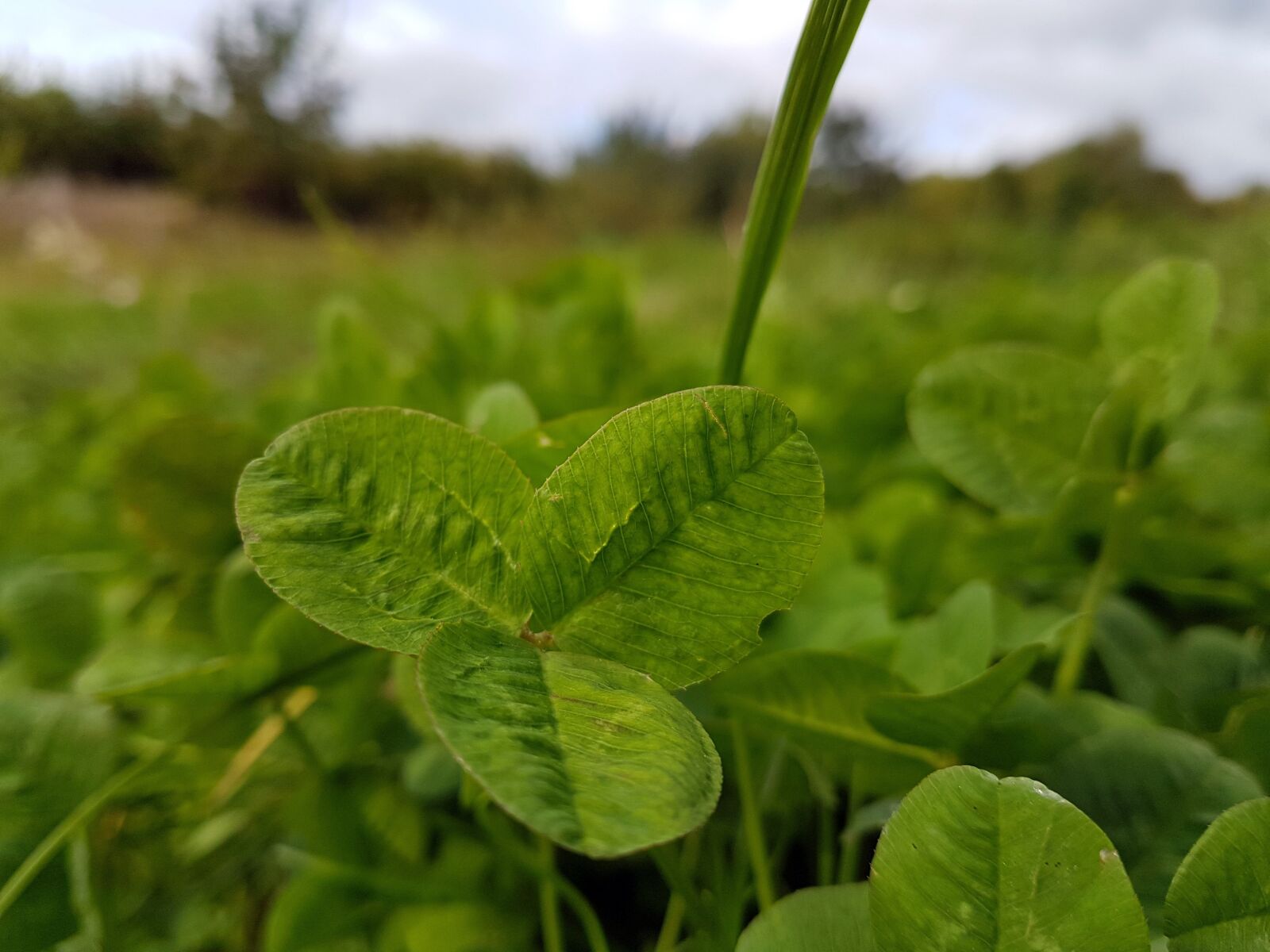 Samsung Galaxy S7 sample photo. Leaf, green, leaves photography