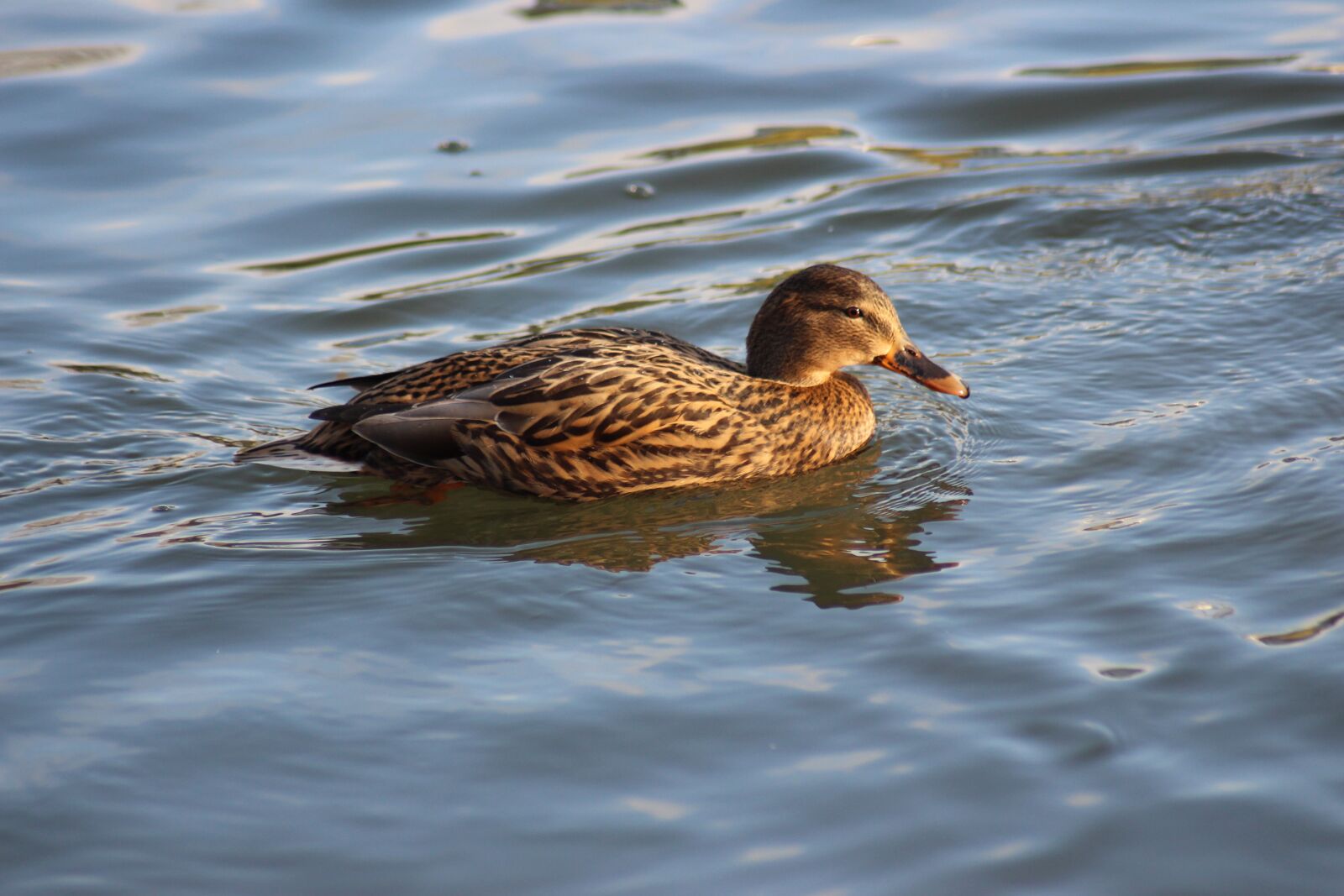 Canon EOS 700D (EOS Rebel T5i / EOS Kiss X7i) sample photo. Duck, bird, water photography