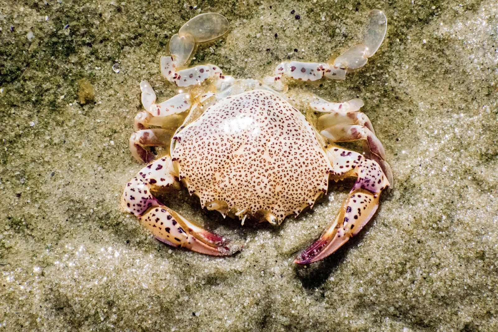 Nikon D5300 sample photo. Animal, beach, crab, sea photography