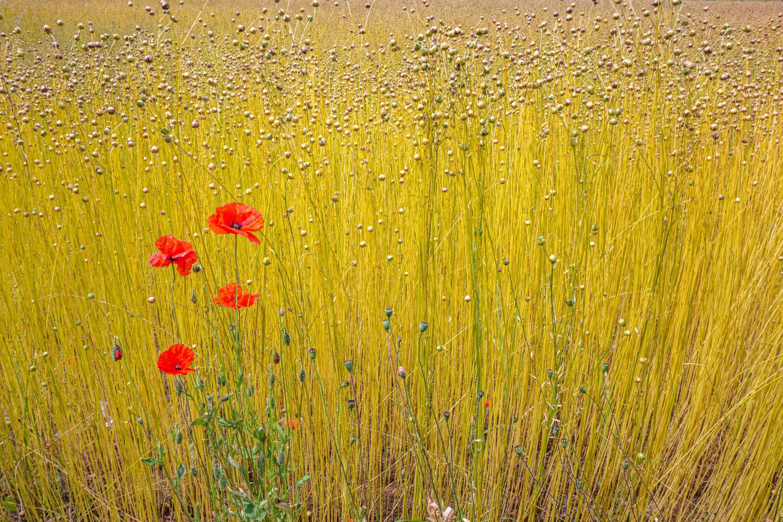 Sony Cyber-shot DSC-RX100 sample photo. Fields, lin, normandy photography