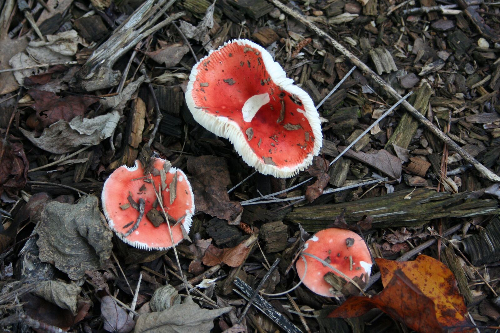 Canon EOS 350D (EOS Digital Rebel XT / EOS Kiss Digital N) sample photo. Mushroom, fungi, red photography