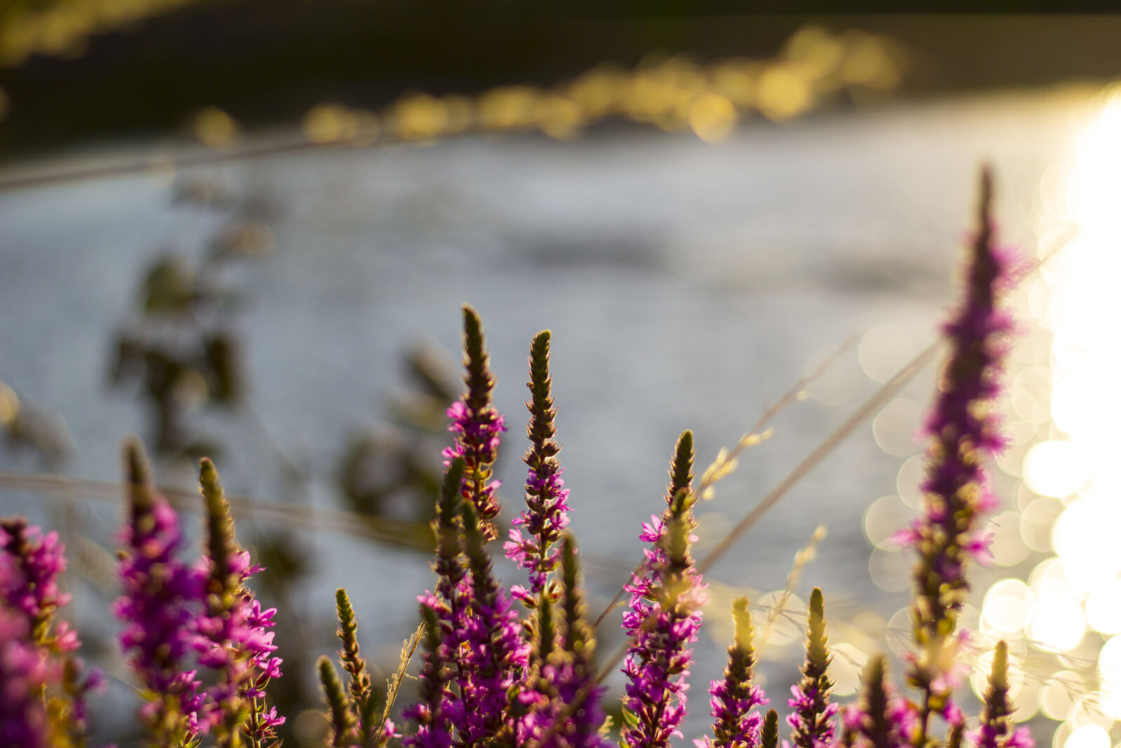 Canon EOS 60D + Canon EF 50mm F1.8 STM sample photo