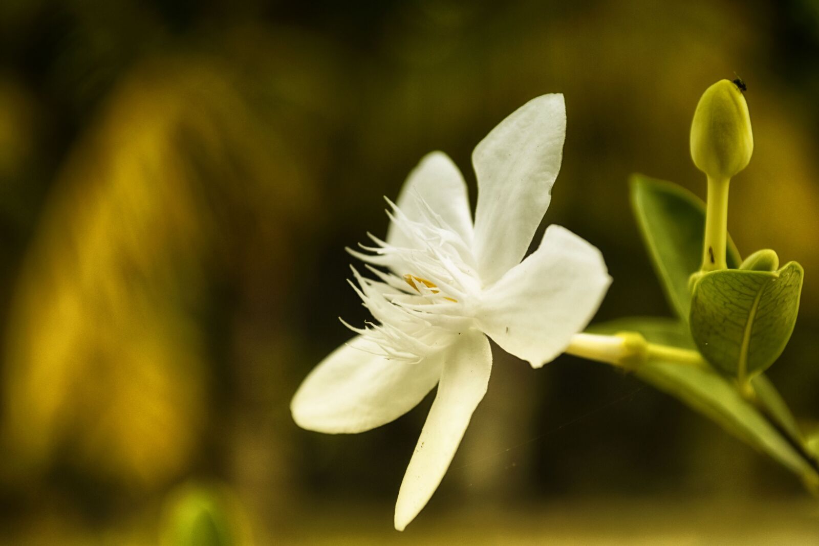 Nikon D5500 sample photo. Flower, bee, nature photography