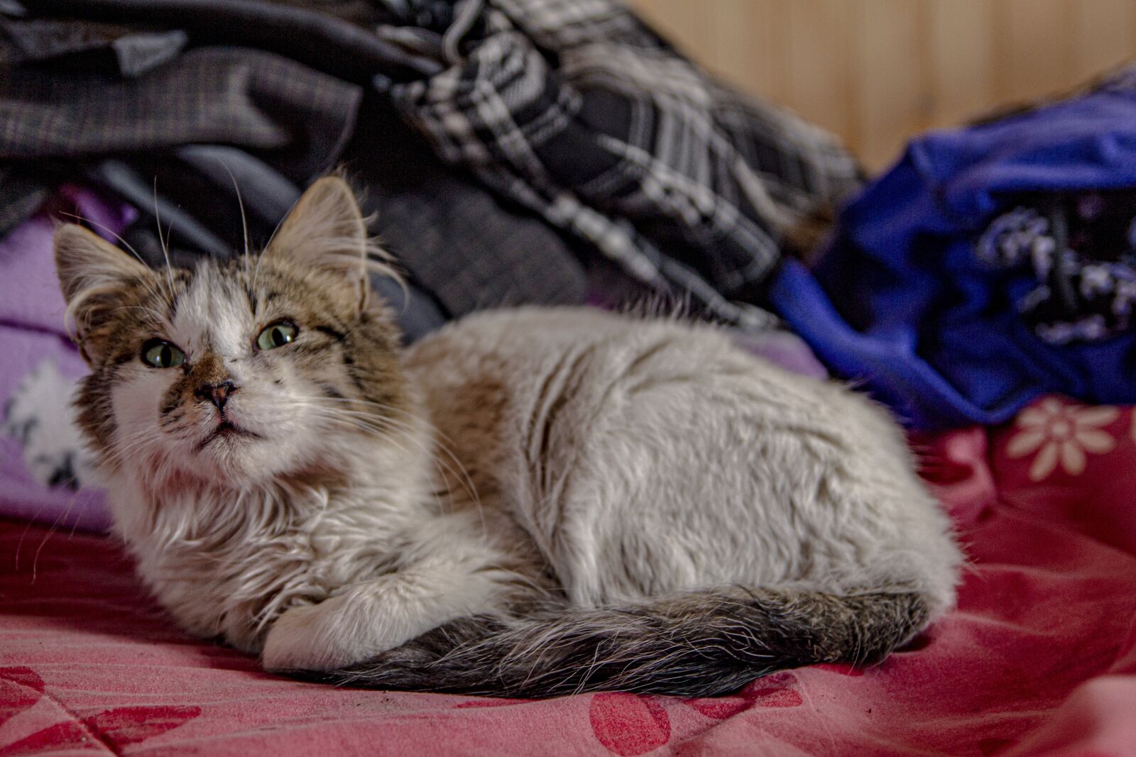 Tamron SP AF 17-50mm F2.8 XR Di II LD Aspherical (IF) sample photo. Cat, pet, animal photography