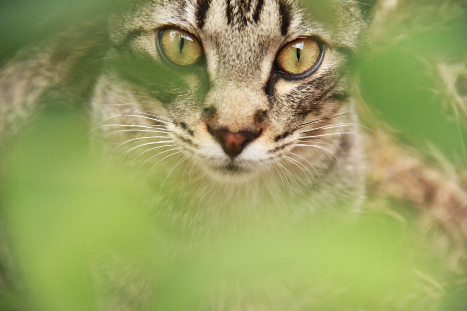 Canon EOS 7D sample photo. Cat, kitten, feline look photography