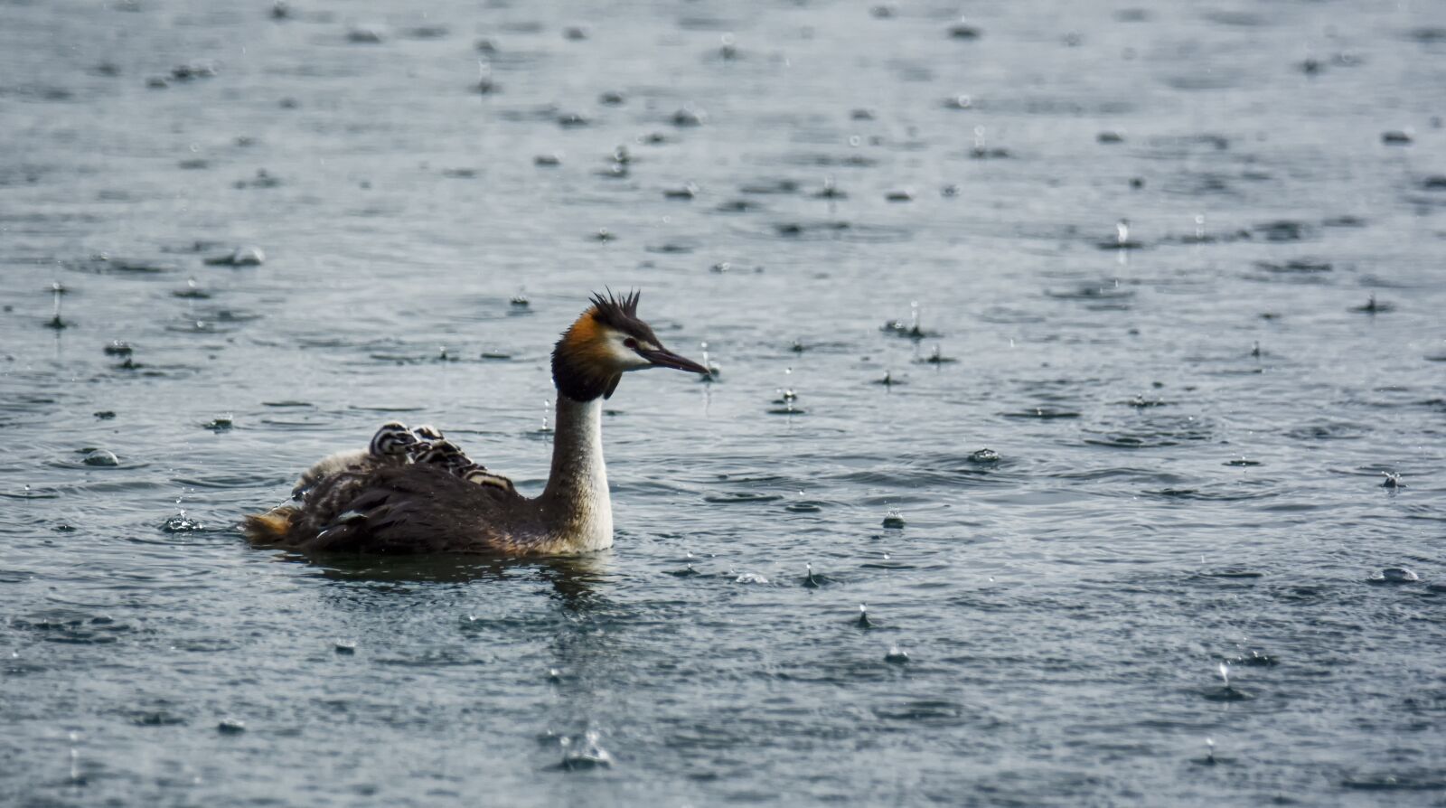 Nikon D7200 sample photo. Lake, rain, family photography
