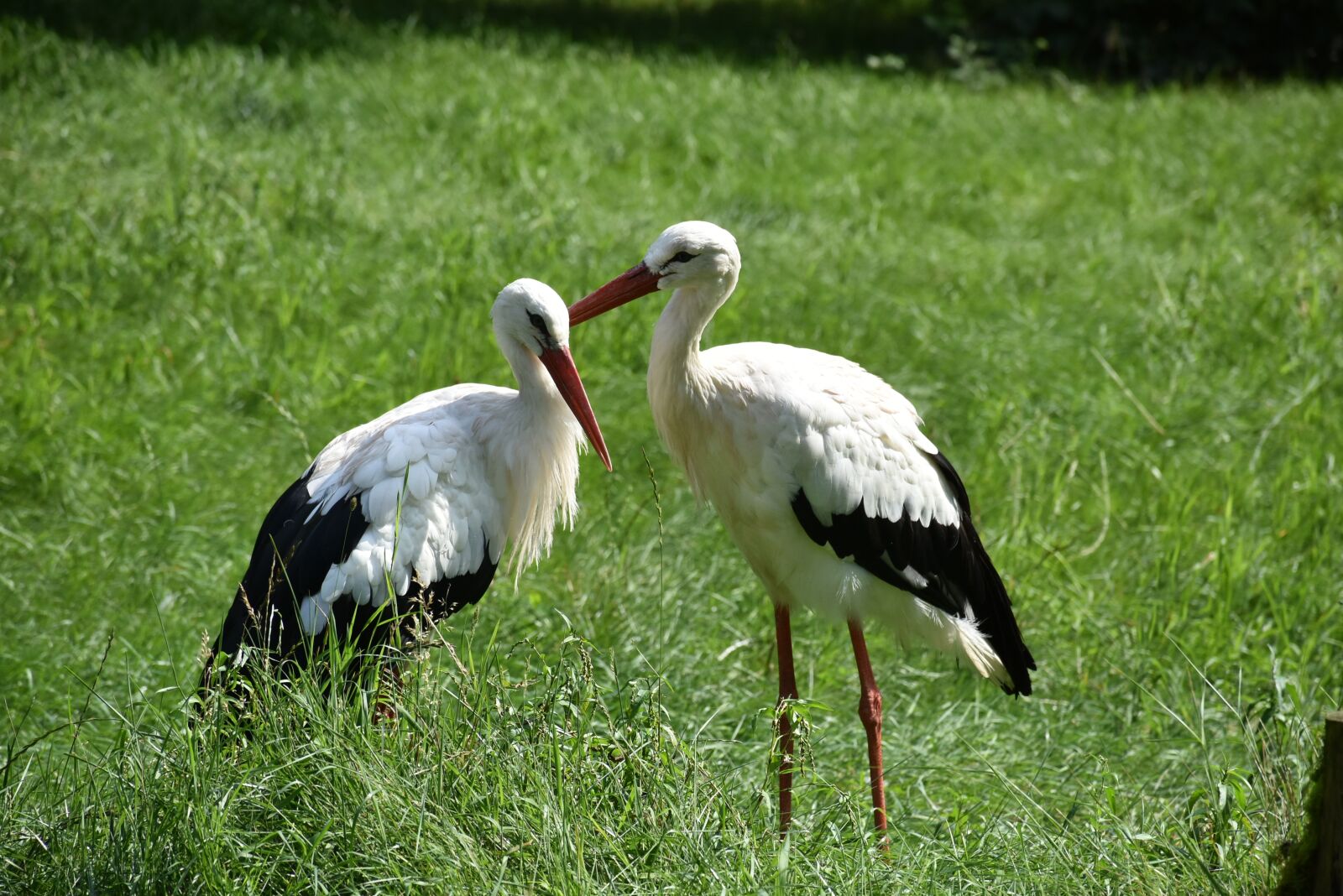 Nikon D7200 sample photo. Stork, storks, easter photography