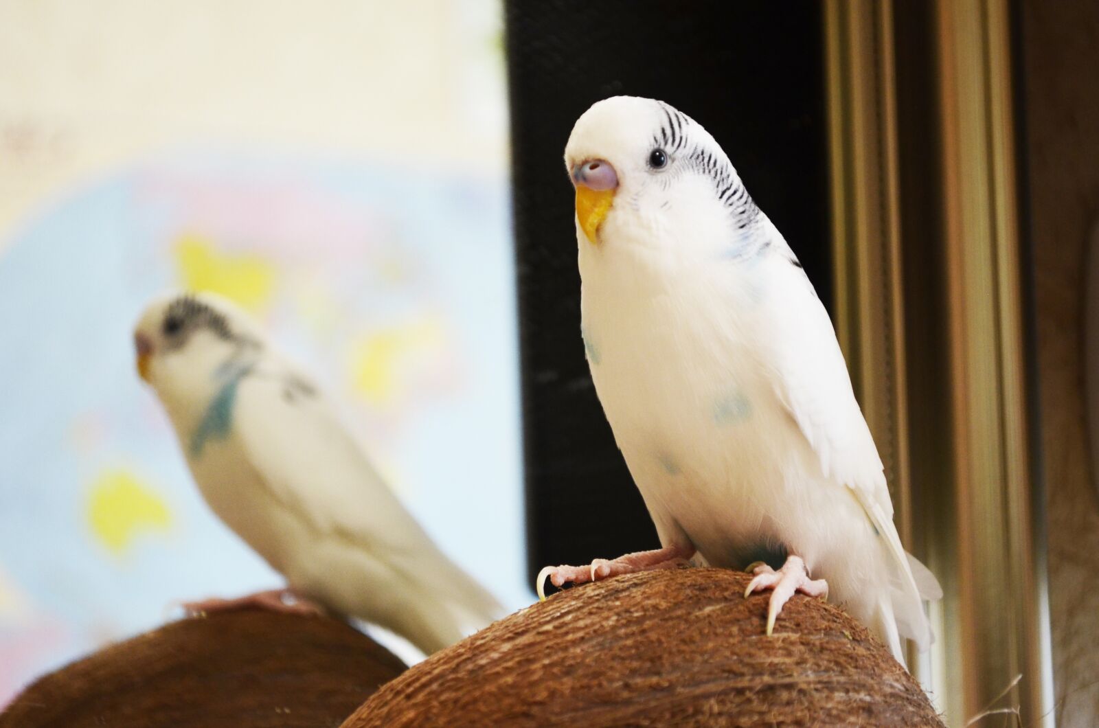 Nikon D5100 sample photo. Parrot, wavy parrot, bird photography