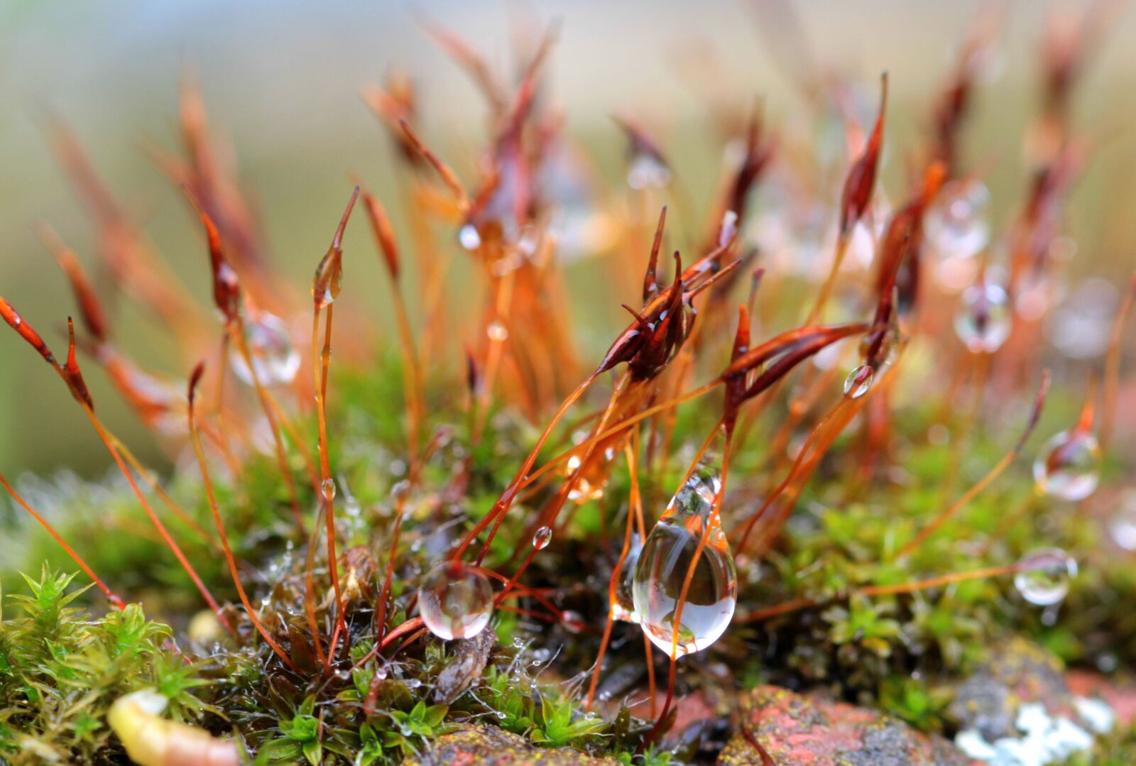 Canon EOS 650D (EOS Rebel T4i / EOS Kiss X6i) sample photo. Drop of water, dewdrop photography