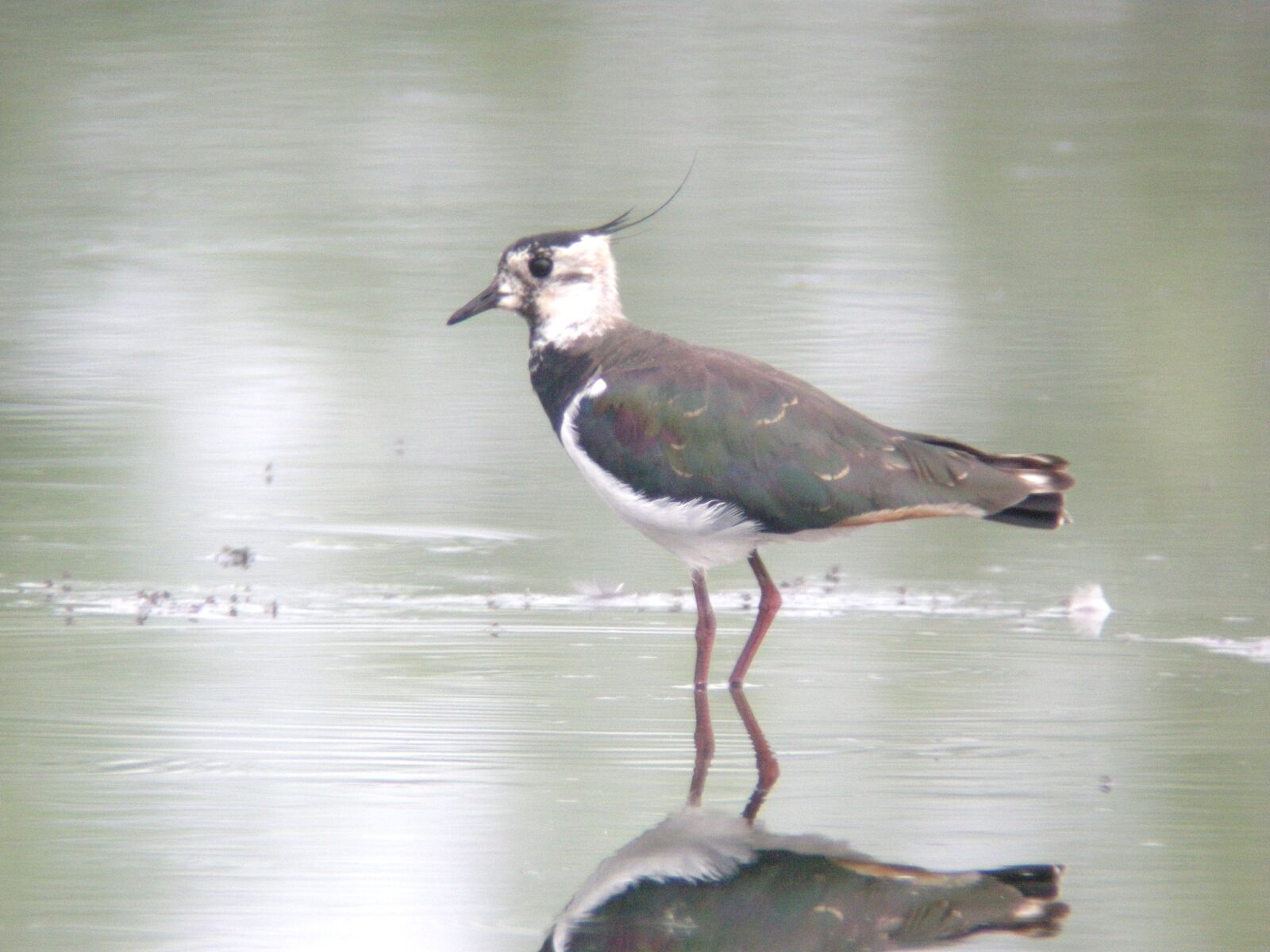 Nikon COOLPIX P5000 sample photo. Lapwing, plover, microdrile photography