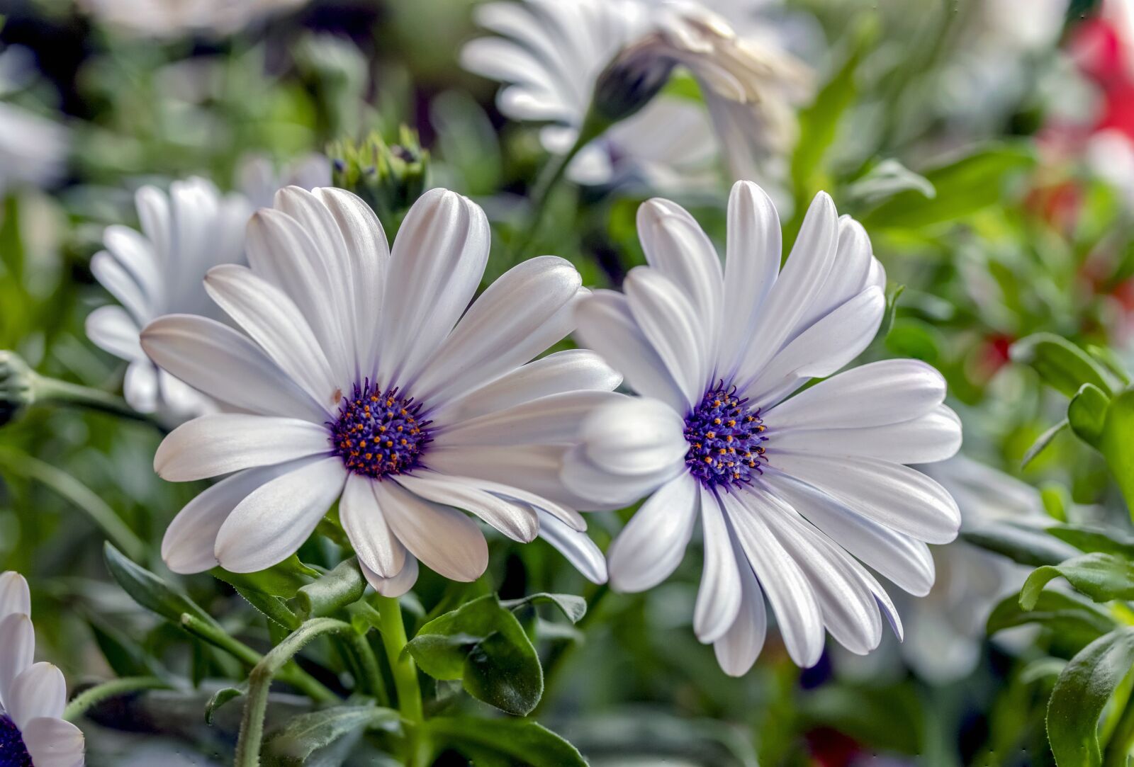 Canon EOS 80D + Canon EF-S 60mm F2.8 Macro USM sample photo. Beautiful, white daisy, flower photography