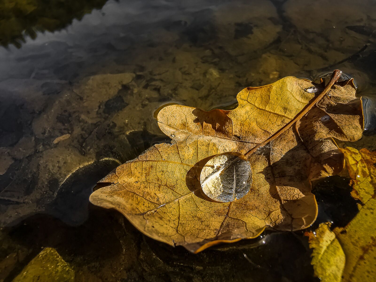 HUAWEI P30 Pro sample photo. Autumn, leaf, nature photography