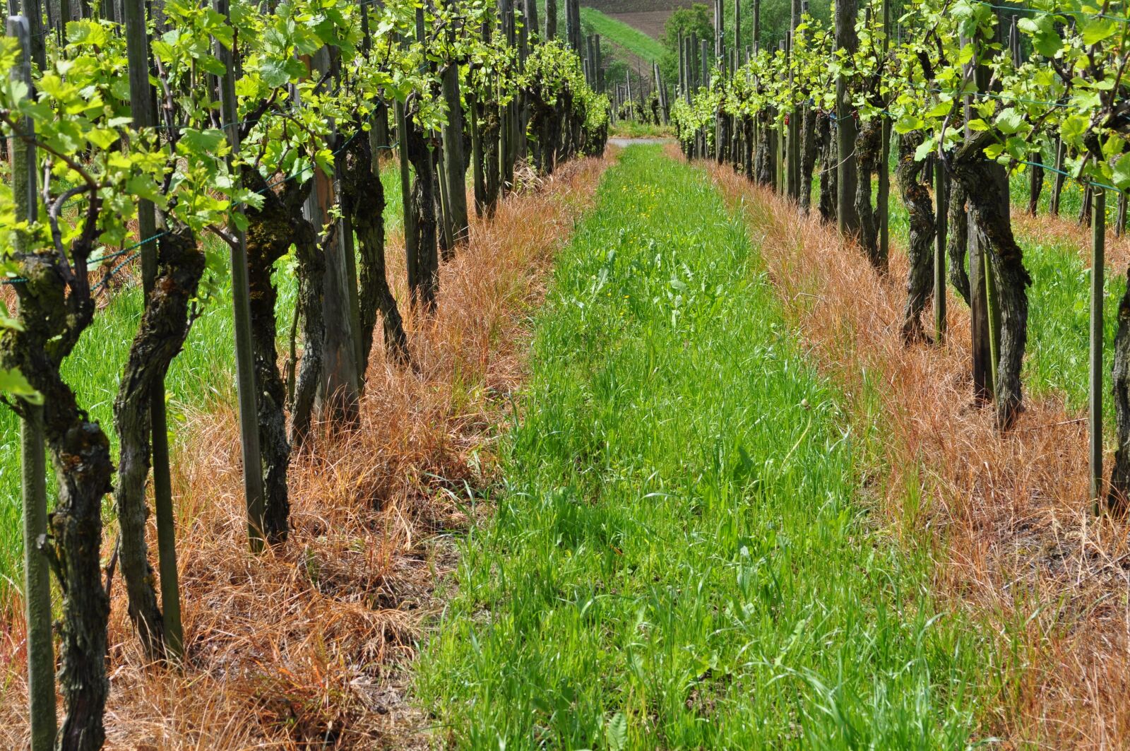 Nikon D5000 sample photo. Vineyard, vines, winegrowing photography