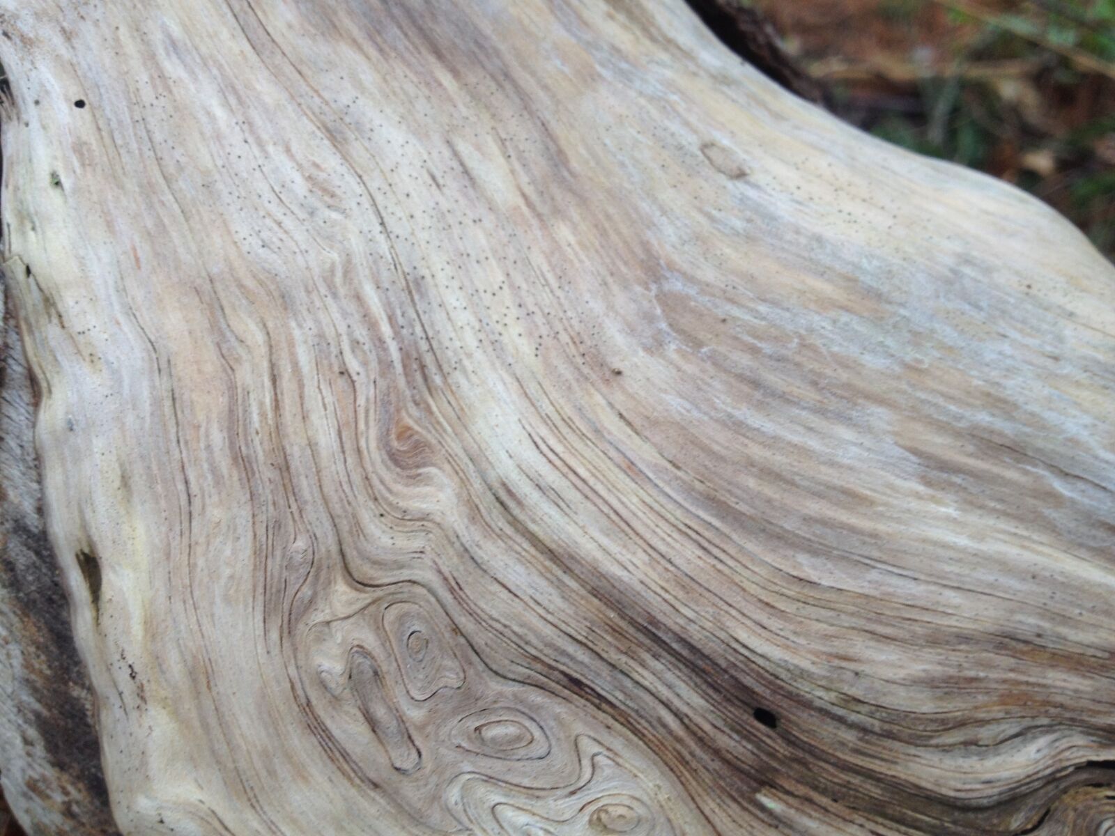 iPhone 4S back camera 4.28mm f/2.4 sample photo. Bark, close, up, nature photography
