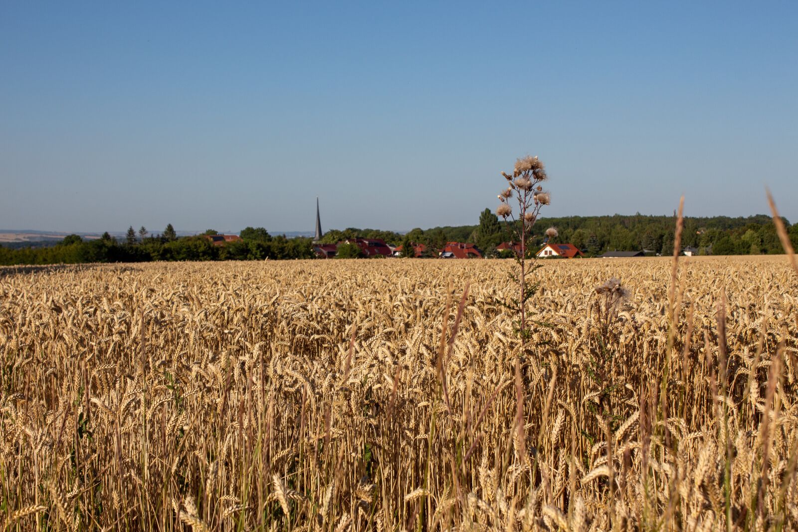 Canon EOS 650D (EOS Rebel T4i / EOS Kiss X6i) sample photo. Field, corn, summer photography