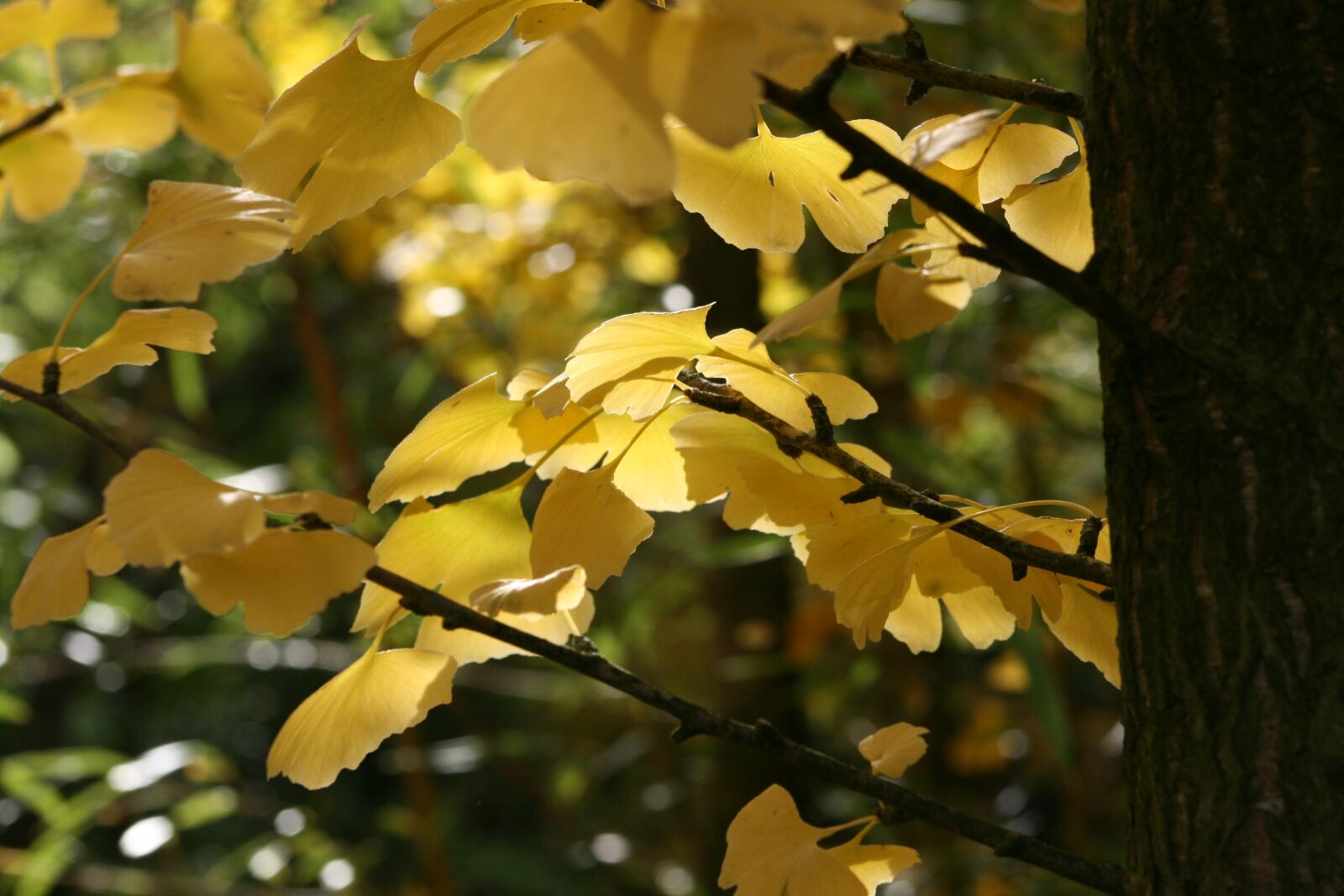 Canon EOS 400D (EOS Digital Rebel XTi / EOS Kiss Digital X) sample photo. Autumn, leaves, gingko photography