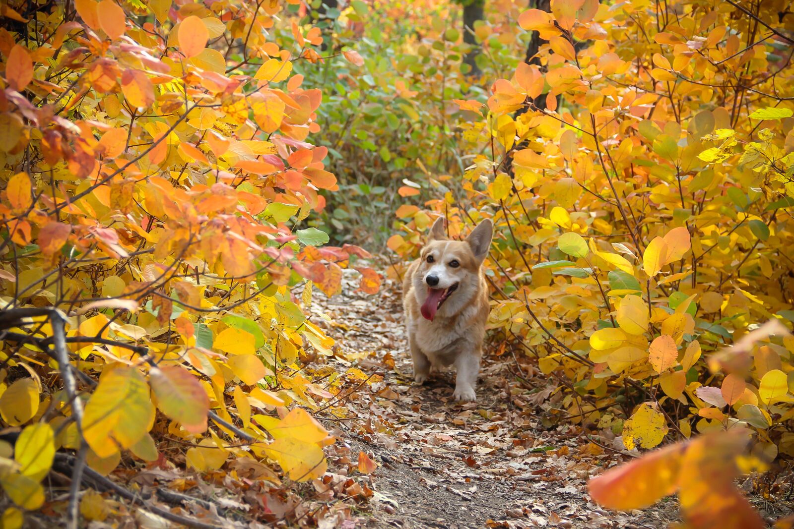 Canon EOS 550D (EOS Rebel T2i / EOS Kiss X4) sample photo. Corgi, dog, autumn photography