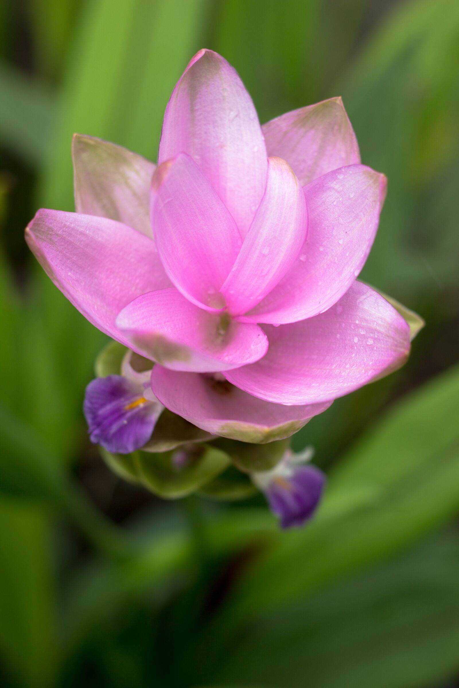 Canon EOS 60D sample photo. Flower, thailand, nature photography