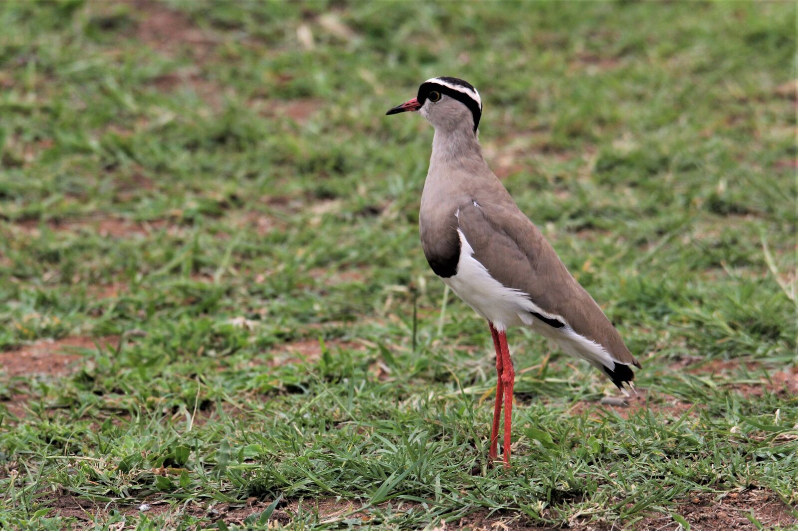 Canon EOS 60D sample photo. Crowned plover, bird, watching photography