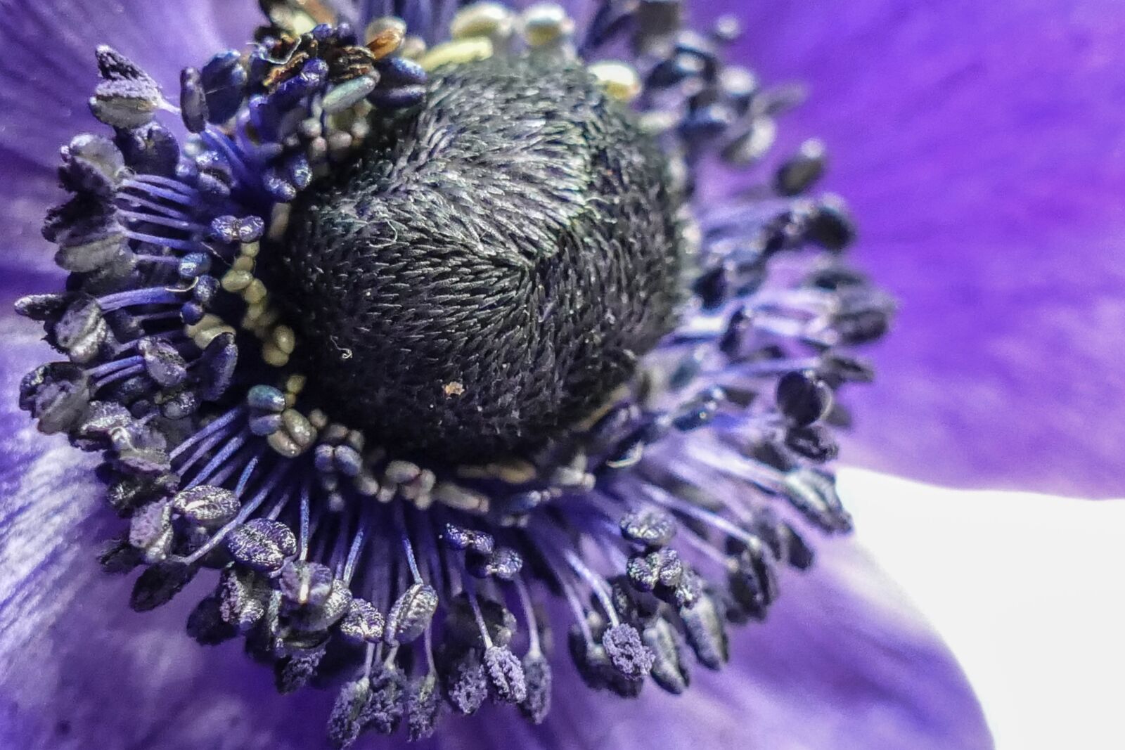 Panasonic Lumix DMC-FZ1000 sample photo. Flower, anemone, nature photography