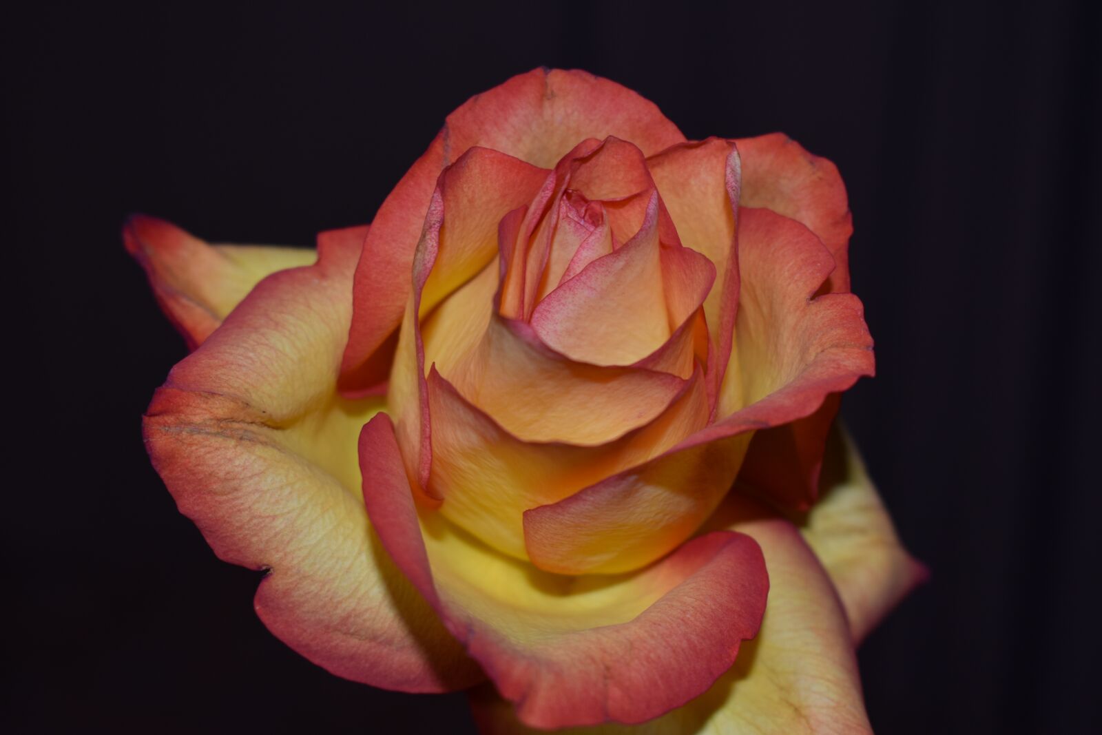 Nikon D3500 sample photo. Rose, flowers, petal photography