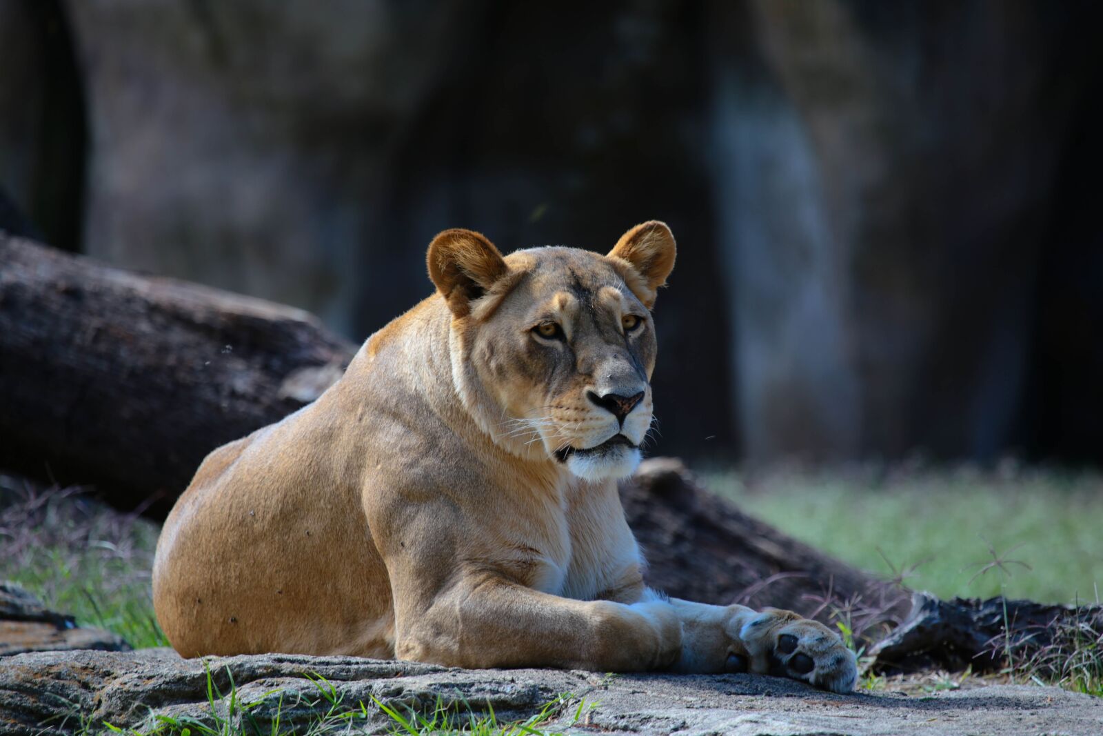 Canon EOS 6D sample photo. Lioness, lion, feline photography
