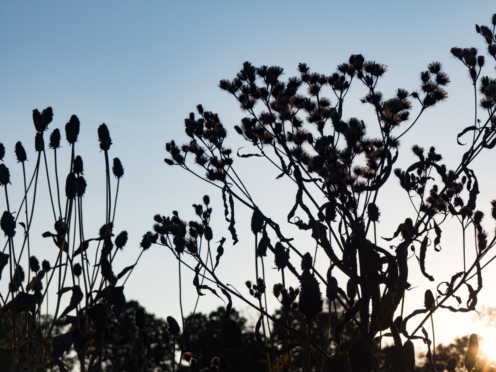 Olympus OM-D E-M10 sample photo. Blue, sky, trees photography