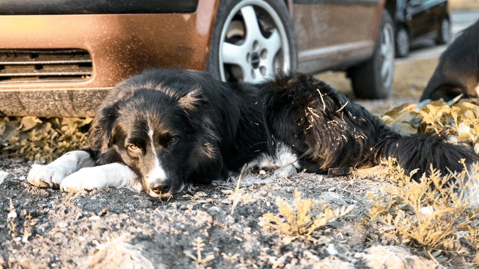 Canon 18-35mm F1.8 DC HSM | Art 013 sample photo. Dog, bordercollie, blackandwhite photography