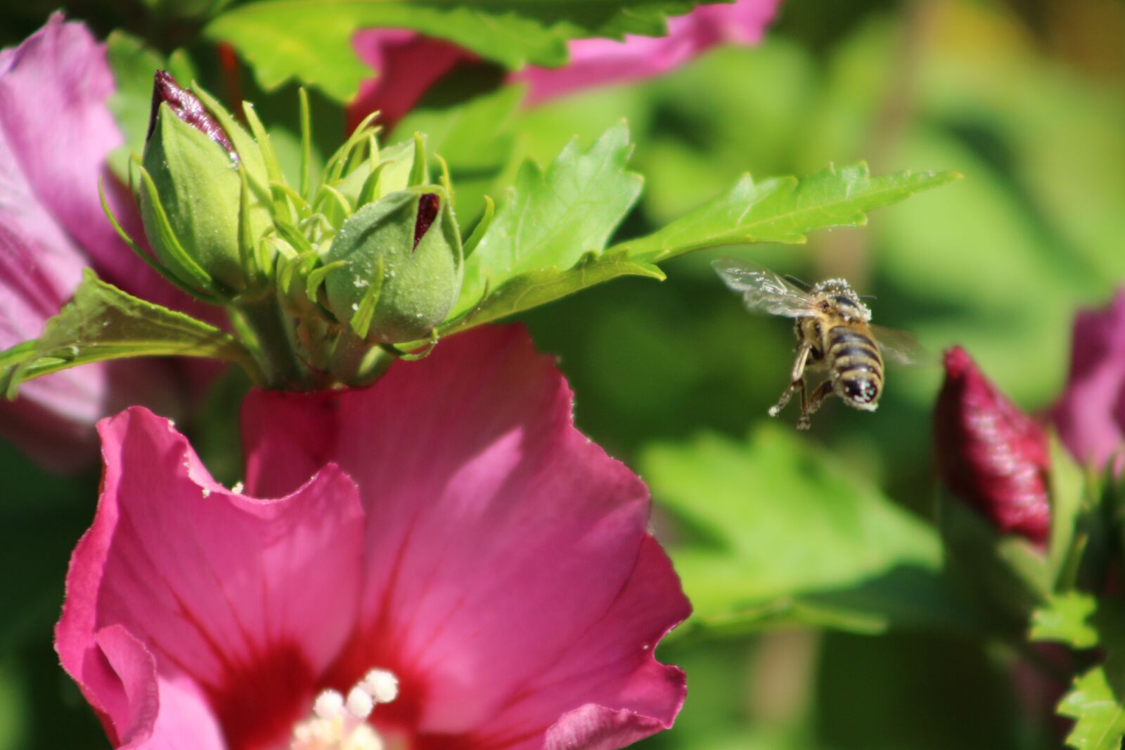 Canon EF75-300mm f/4-5.6 sample photo. Bee, nature, blossom photography