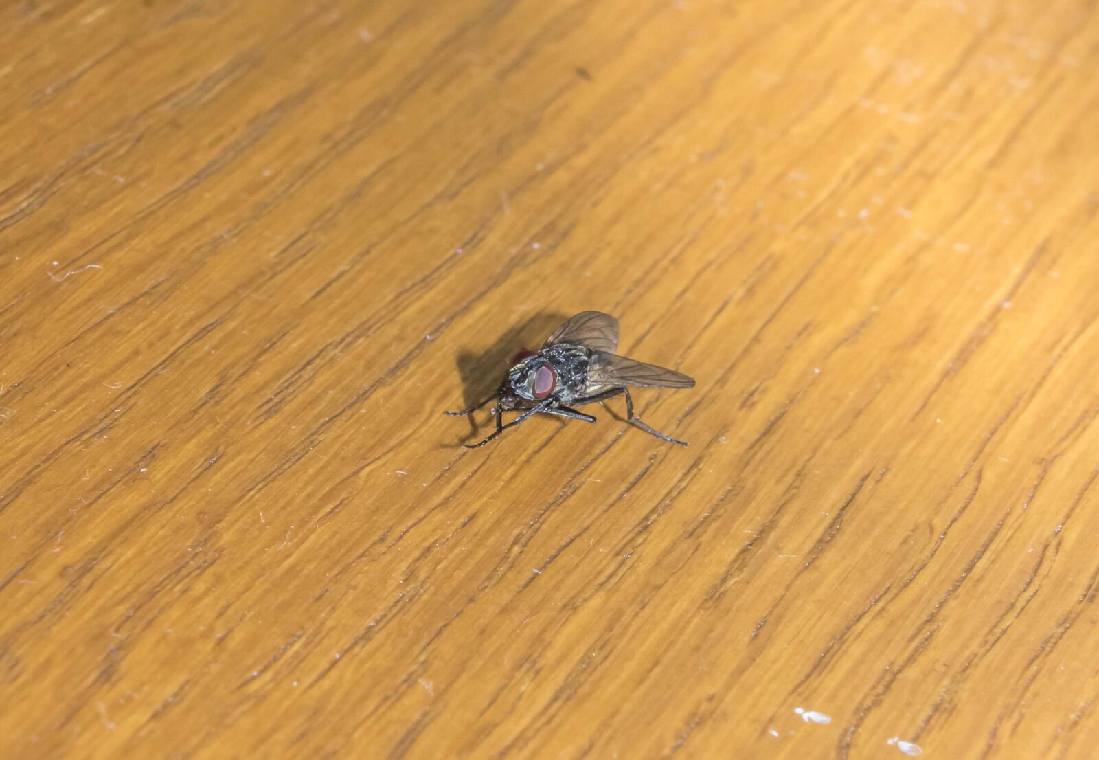 Canon EOS 600D (Rebel EOS T3i / EOS Kiss X5) sample photo. Fly, bug, insect photography