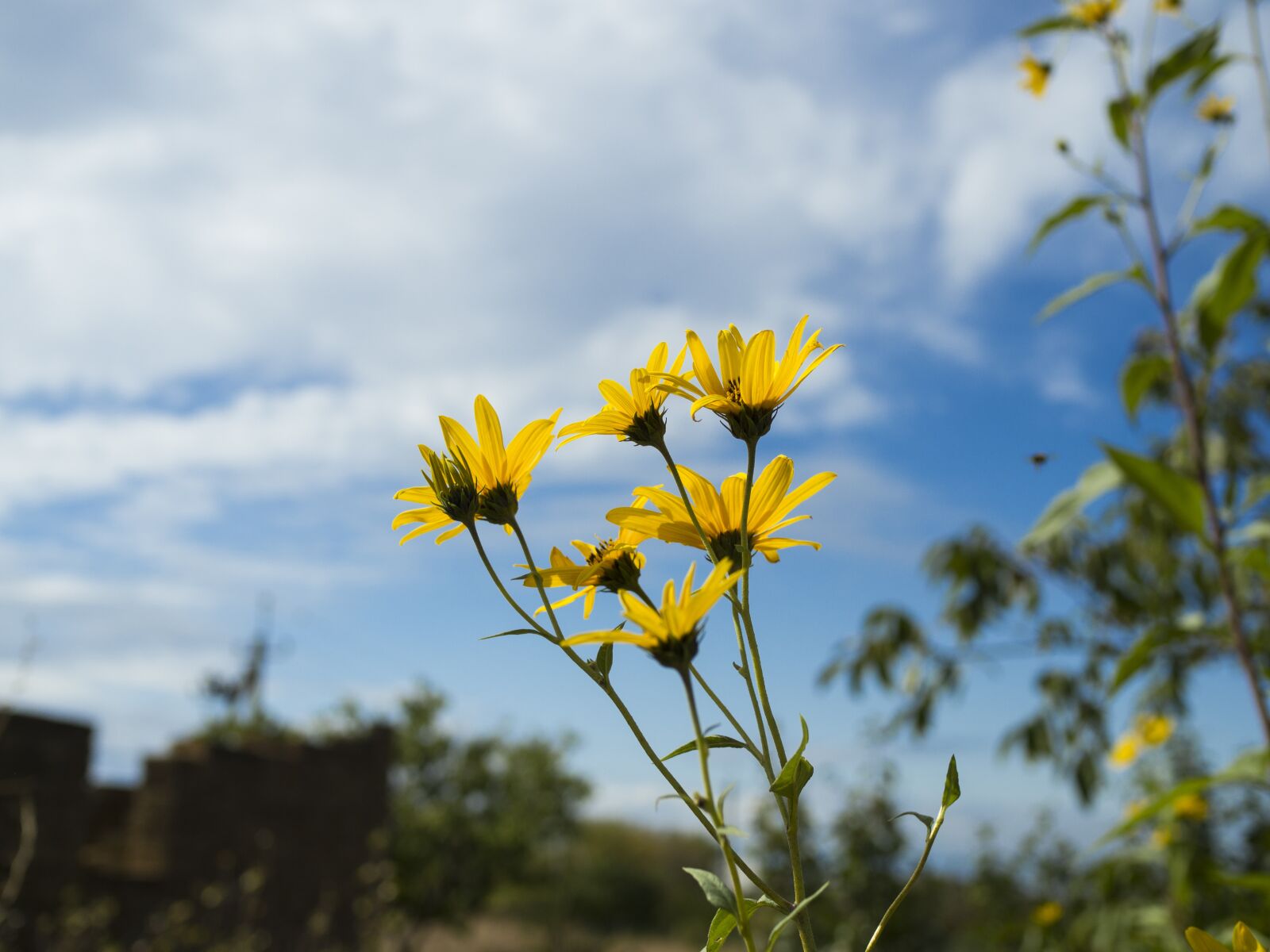 Olympus OM-D E-M10 II + Olympus M.Zuiko Digital 25mm F1.8 sample photo. Flowers, sky, clouds photography