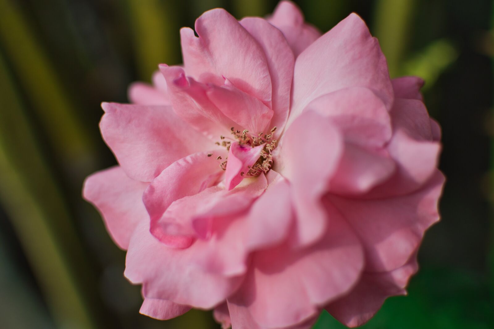Nikon D3200 sample photo. Costa rica, garden, flower photography