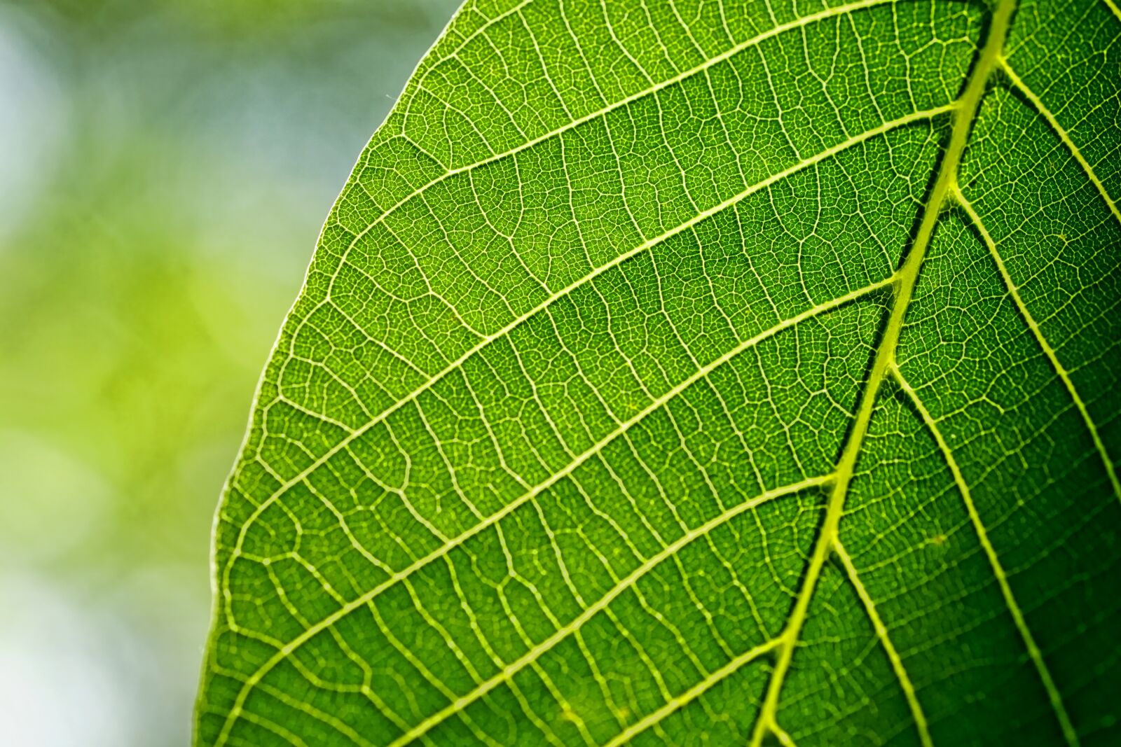 Sony a6000 + Sony FE 90mm F2.8 Macro G OSS sample photo. Leaves, leaf, walnut leaf photography