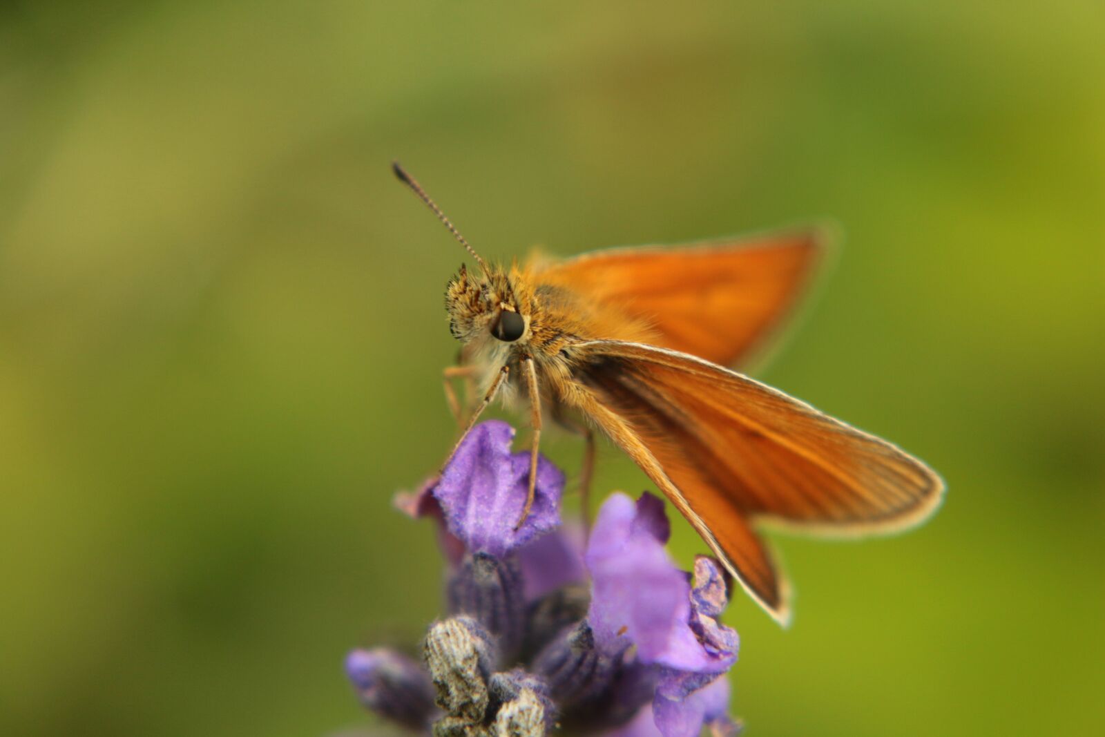 Canon EOS 70D sample photo. Butterfly, spring, insect photography